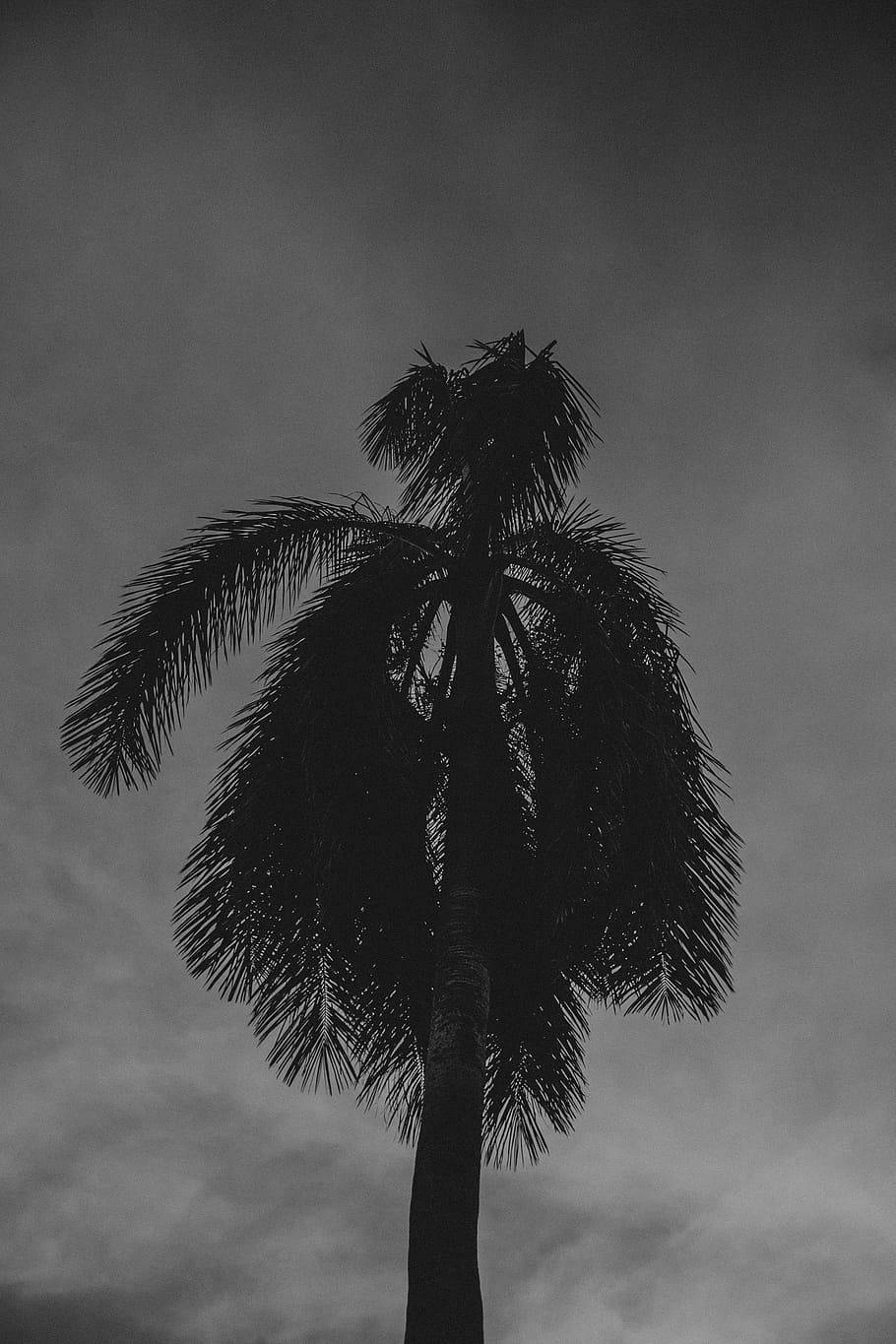 Coconut Tree Under Dim Grey Sky Background