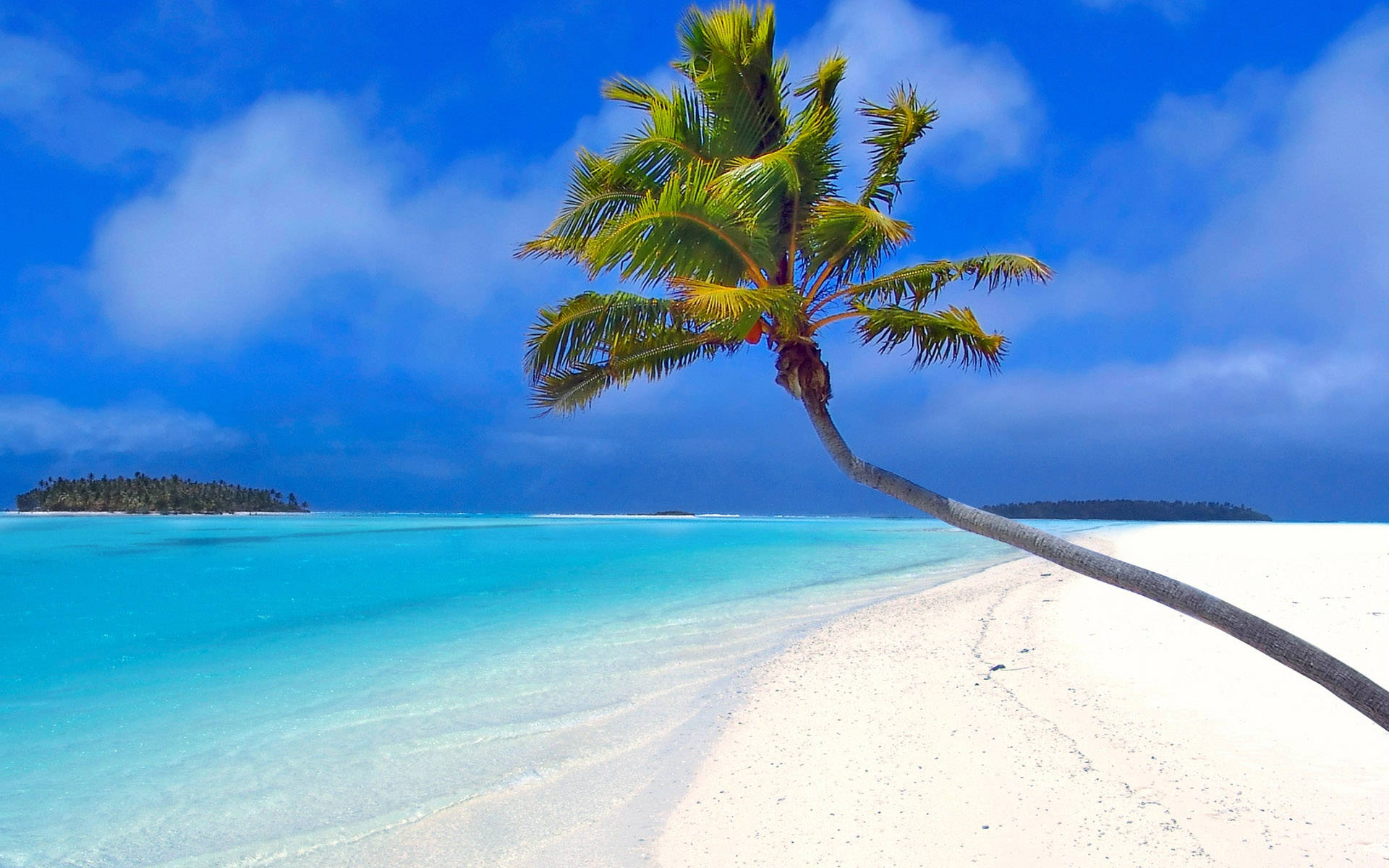 Coconut Tree With Crooked Trunk Background