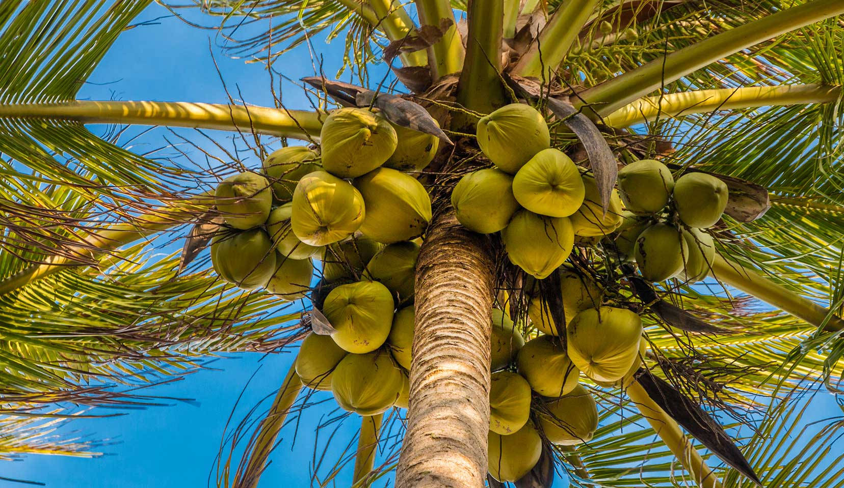 Coconut Tree With Fruits Background