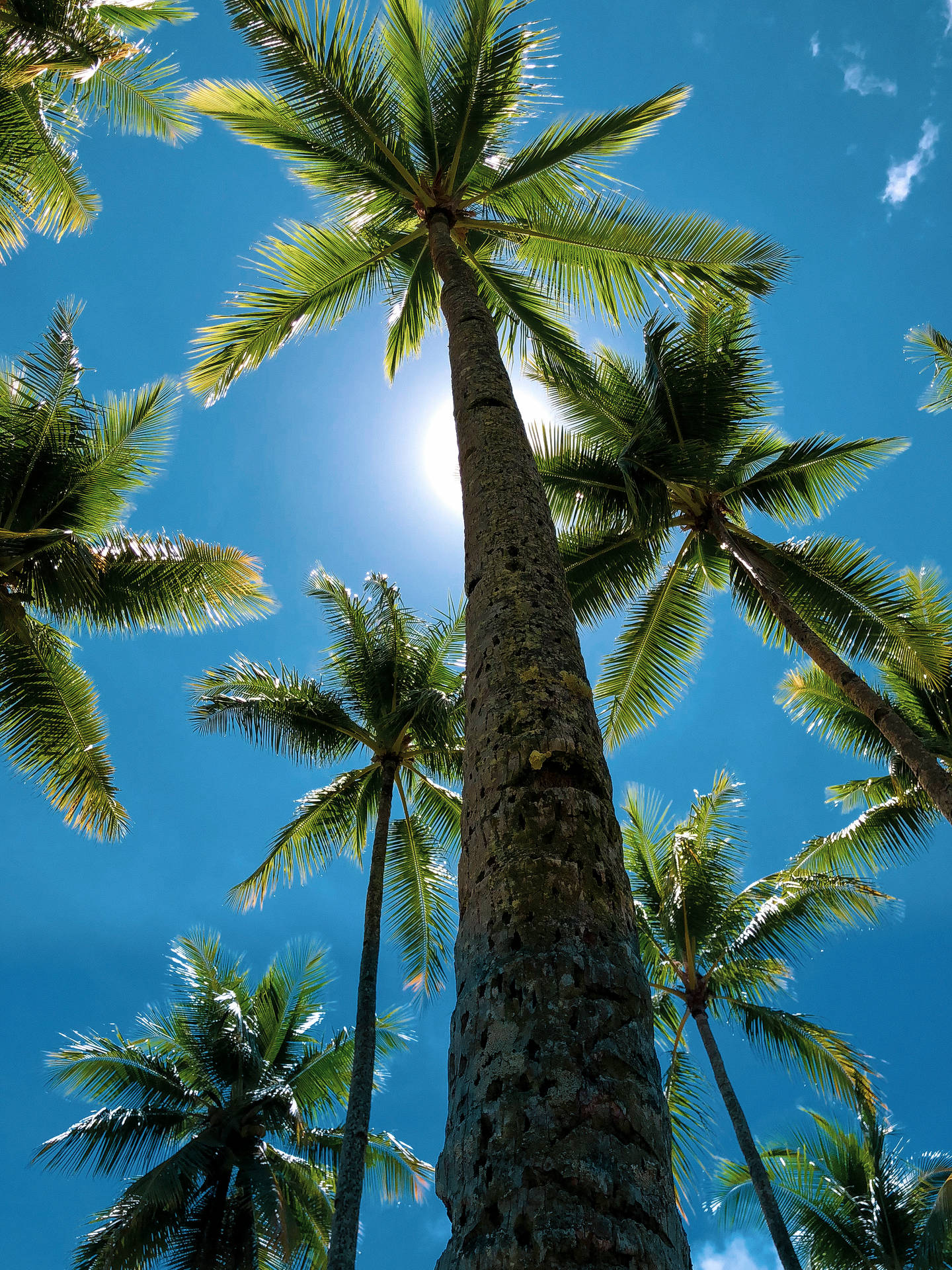 Coconut Trees Against The Sun Background