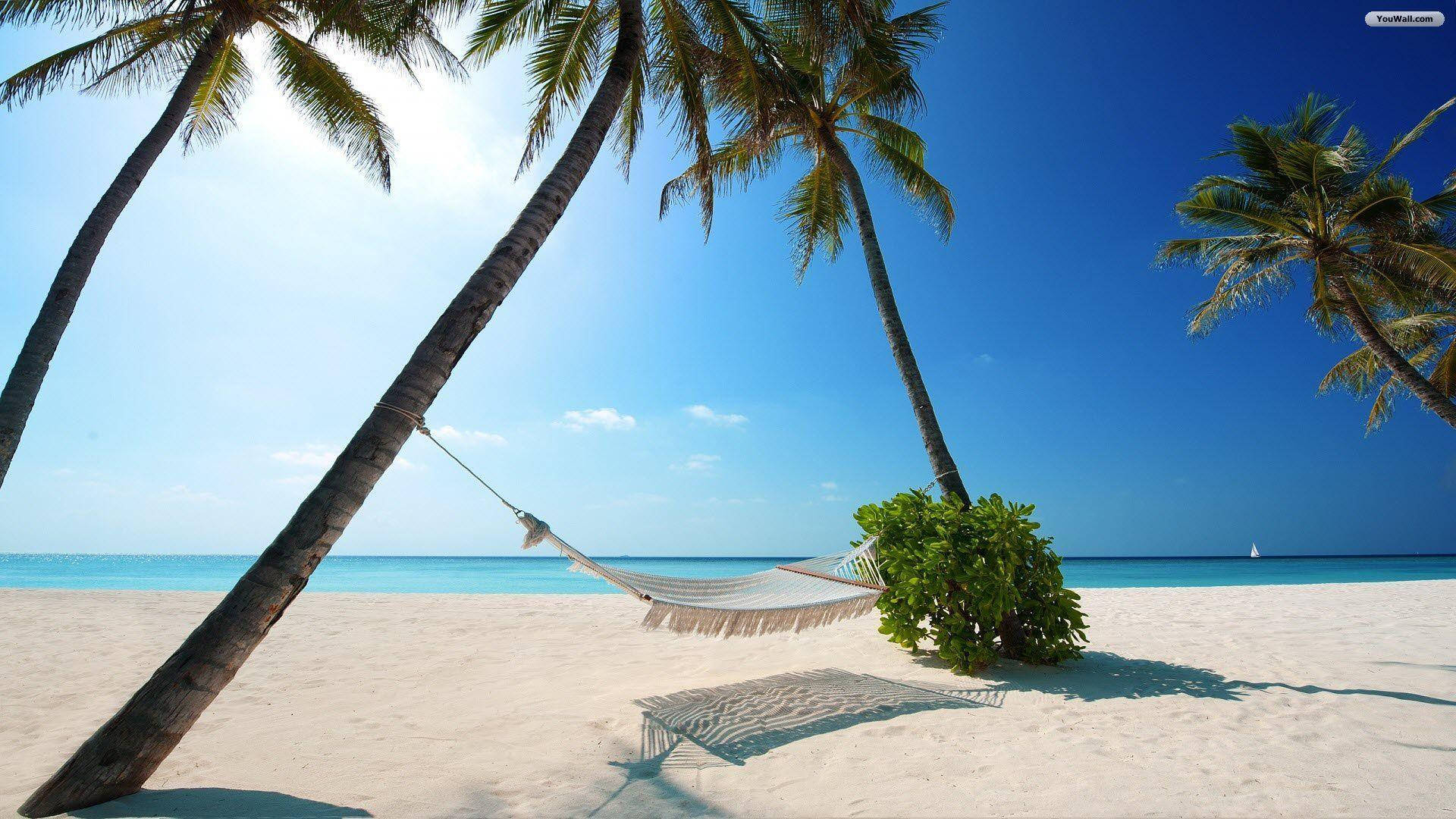 Coconut Trees And Bahamas Beach
