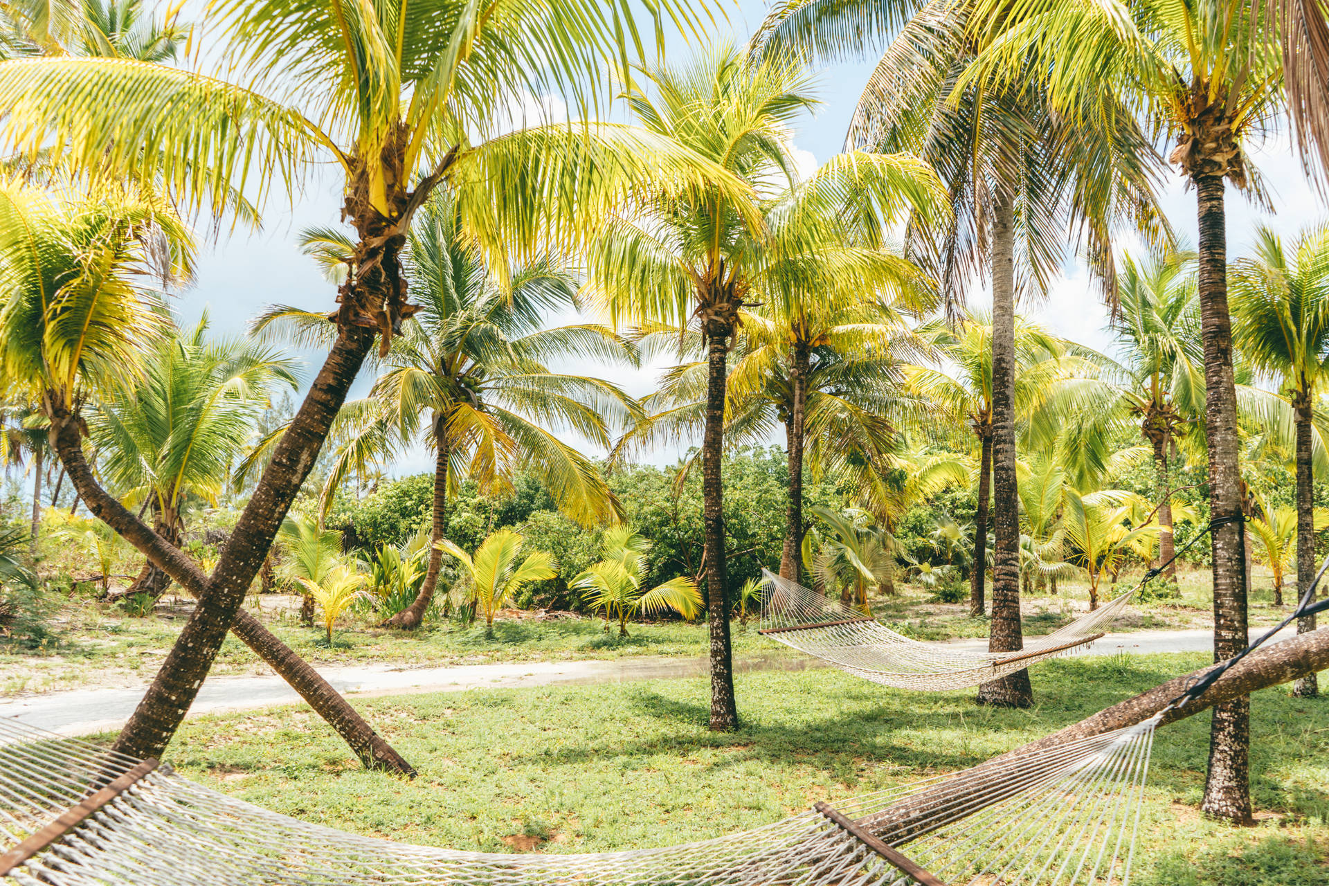 Coconut Trees And Greenery Bahamas Background