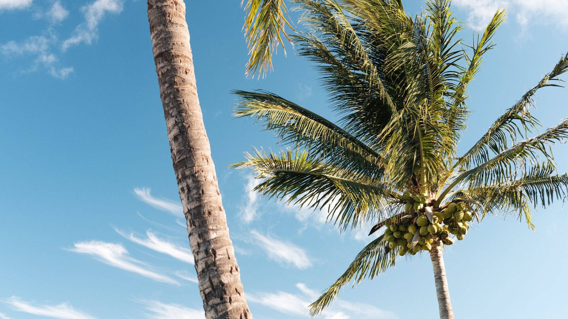 Coconut Trees And The Blue Sky Background