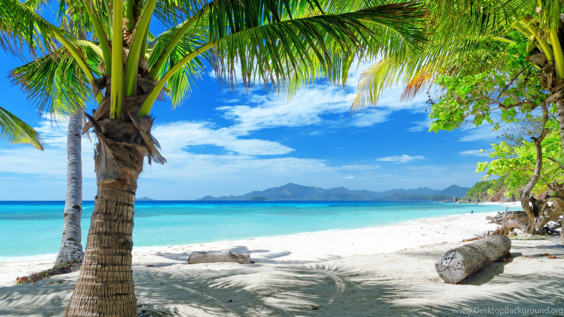 Coconut Trees Beach Scenes Desktop Background