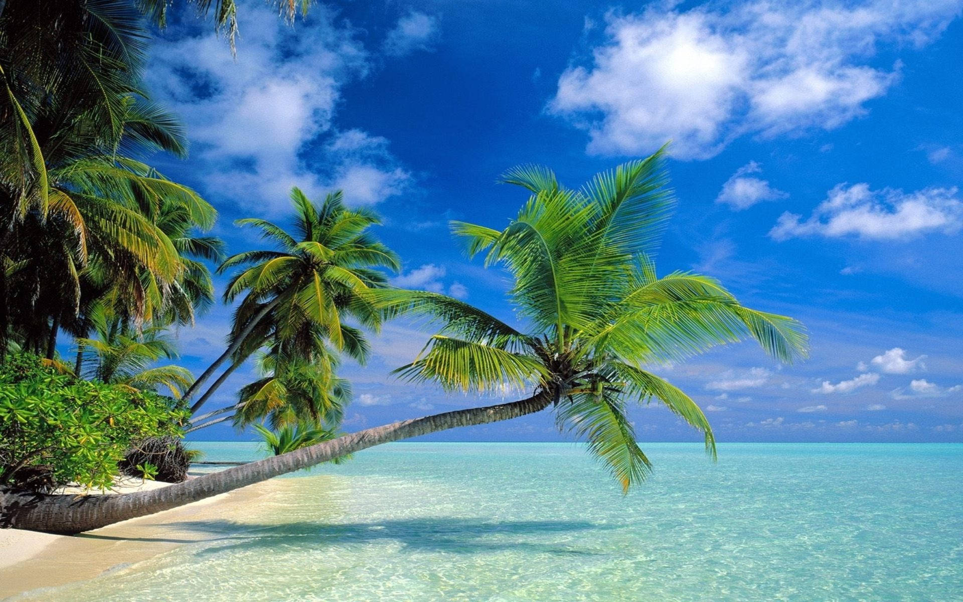 Coconut Trees Leaning Over Blue Water Background