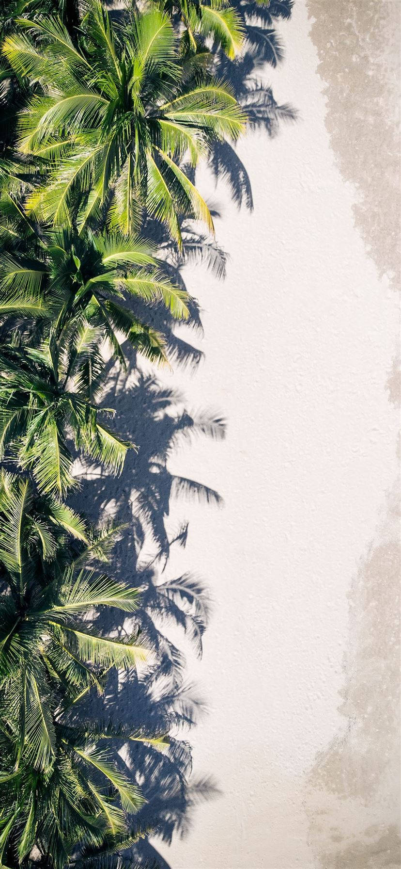 Coconut Trees Lined Up On The Sand Background