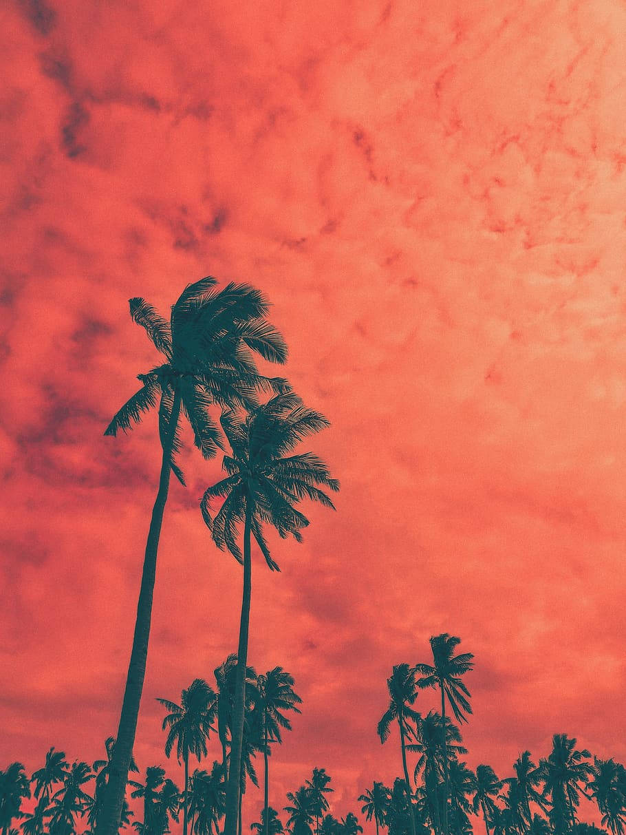 Coconut Trees Silhouette Across Orange Sky Background