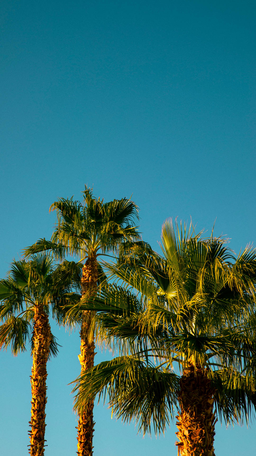 Coconut Trees Simple Phone Background