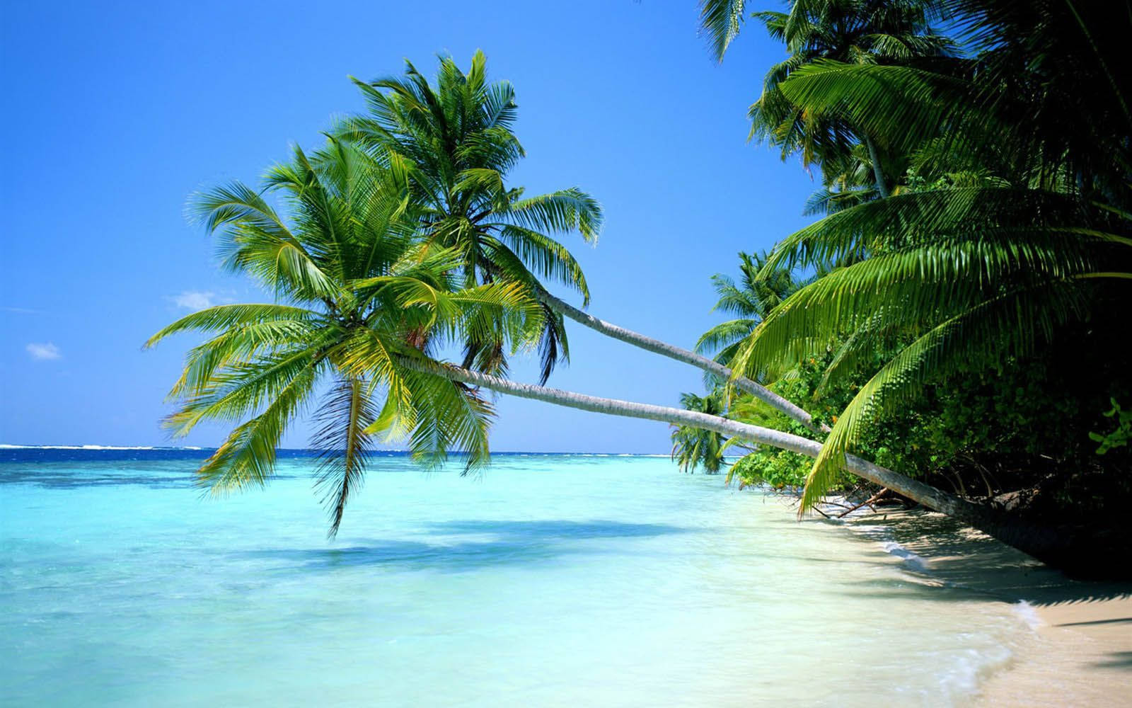 Coconut Trees Slanting Over The Shore Background