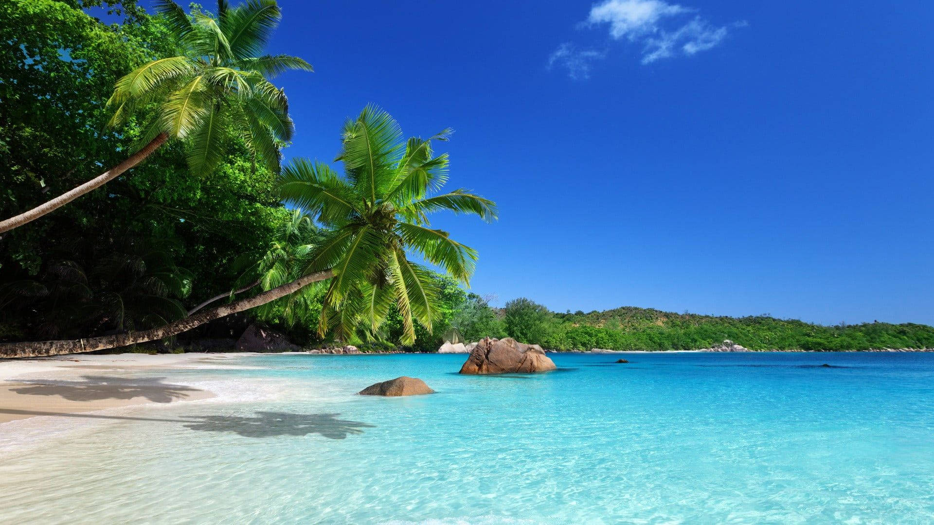 Coconut Trees Swaying Over Seashore Background