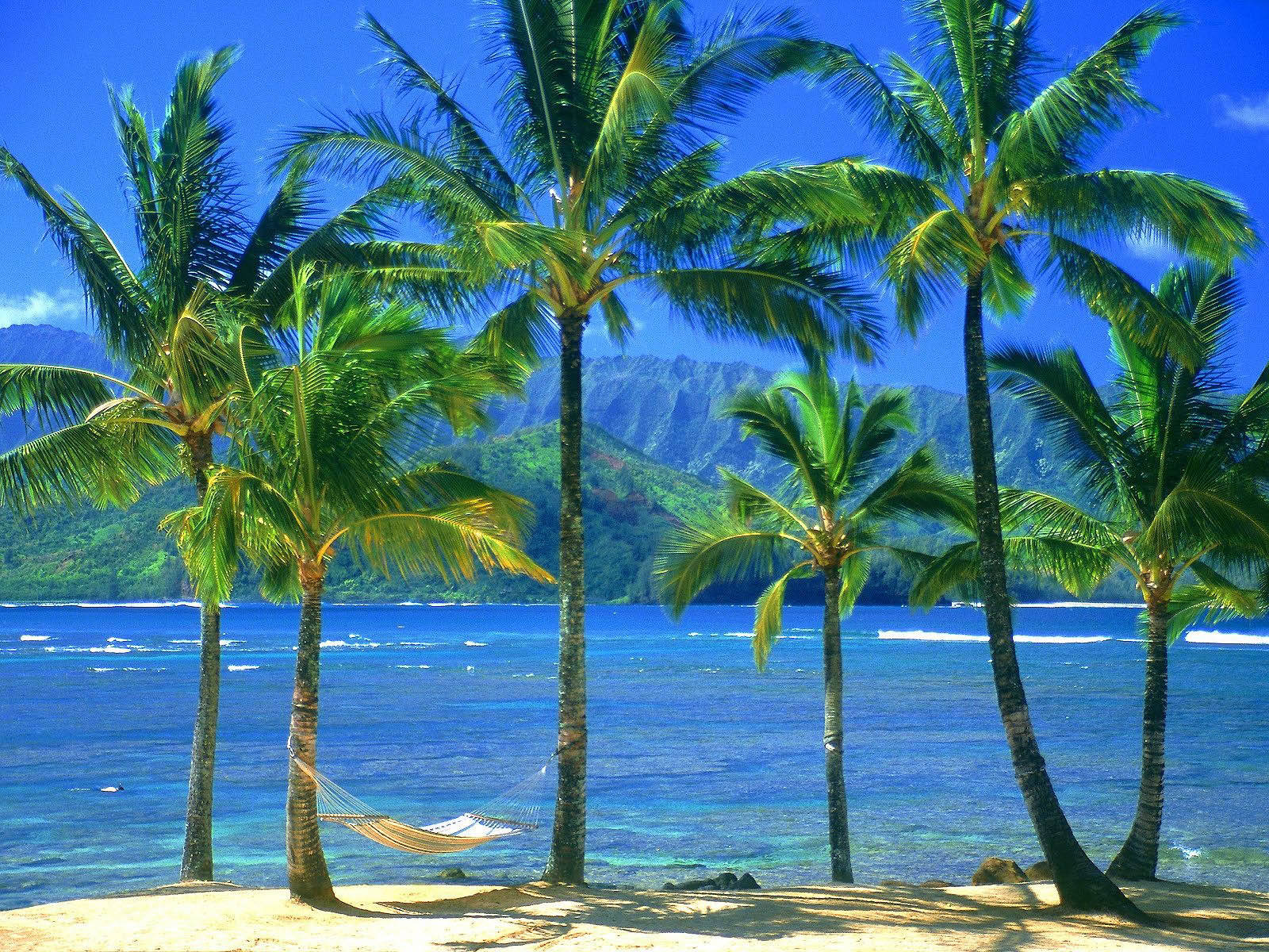 Coconut Trees With Hammock Background