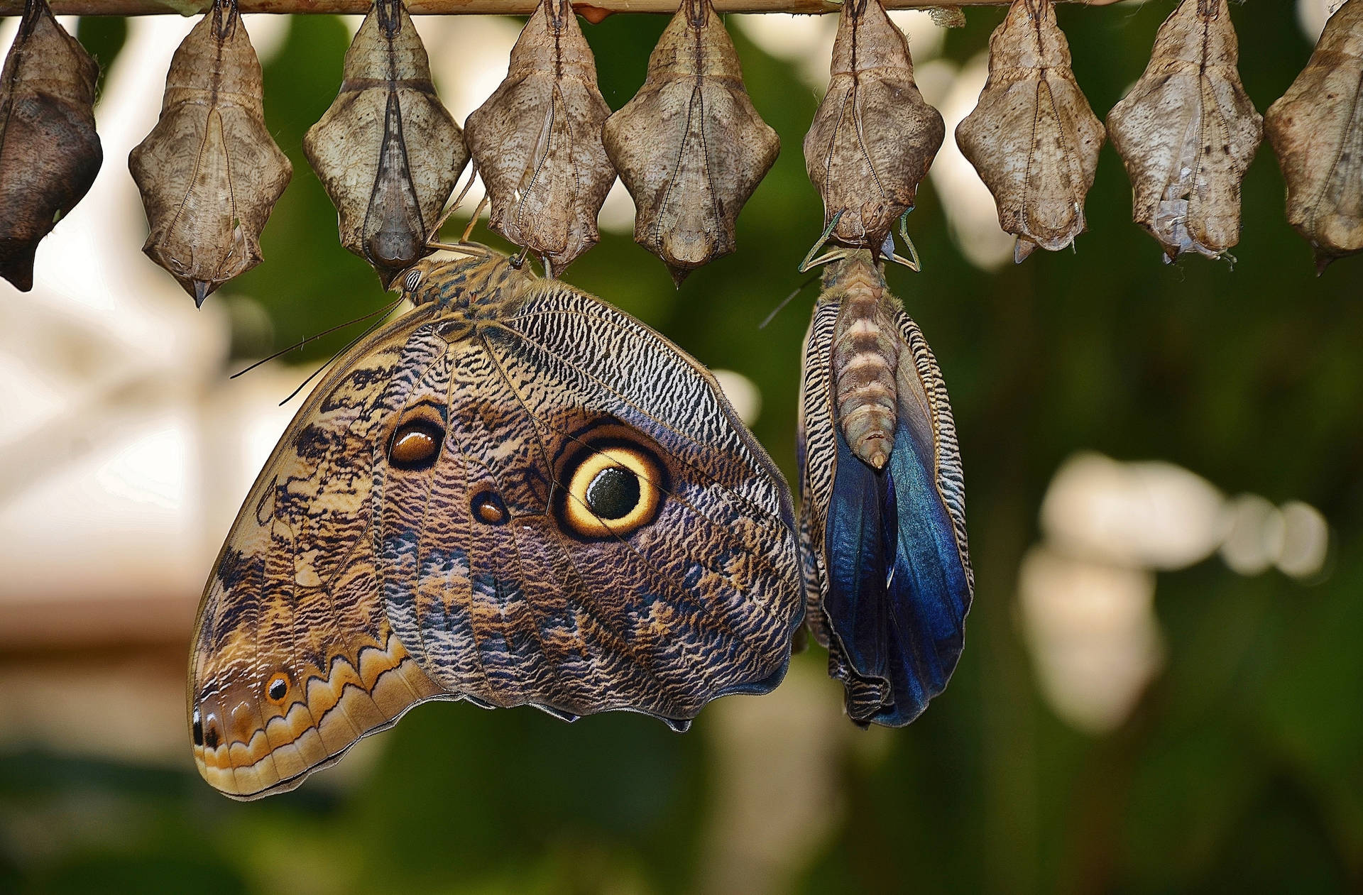 Cocoon Owl Butterfly Background