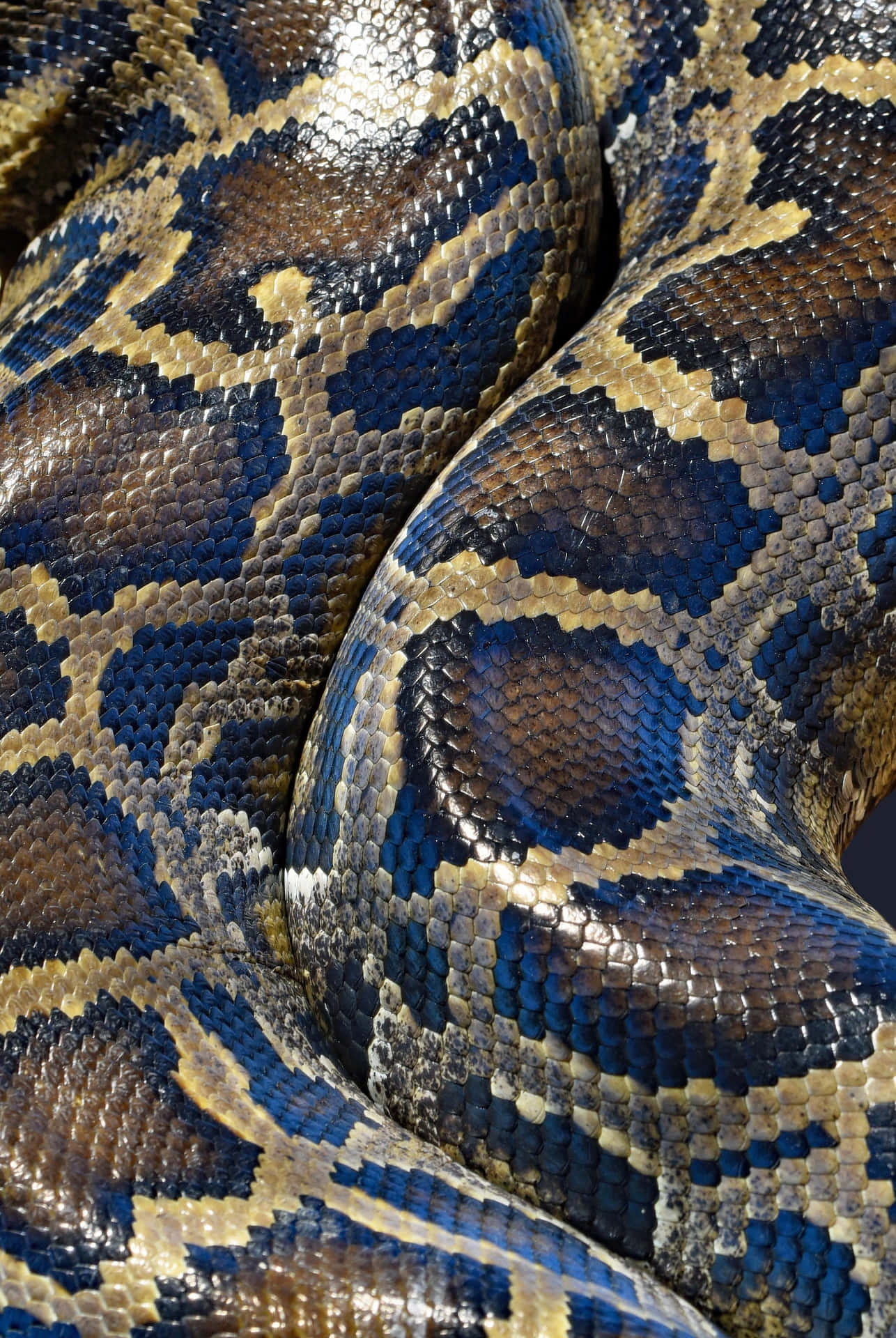 Coding With Python Background