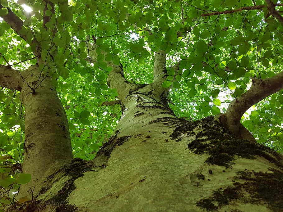 Codrul Secular Inca Beech Forest Background