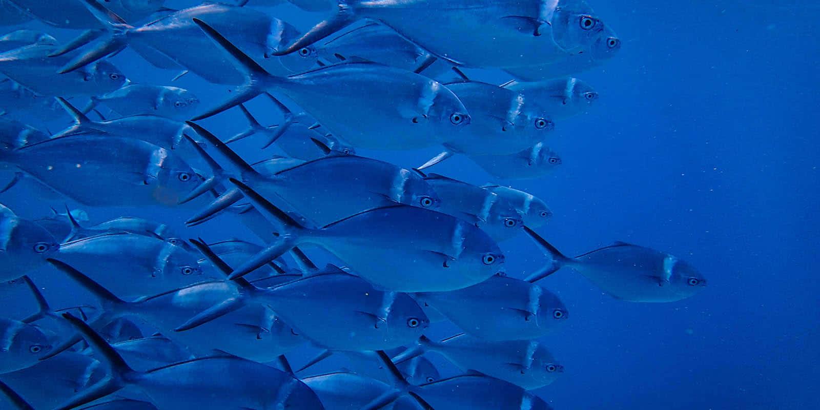 Coherent Fish In The Water