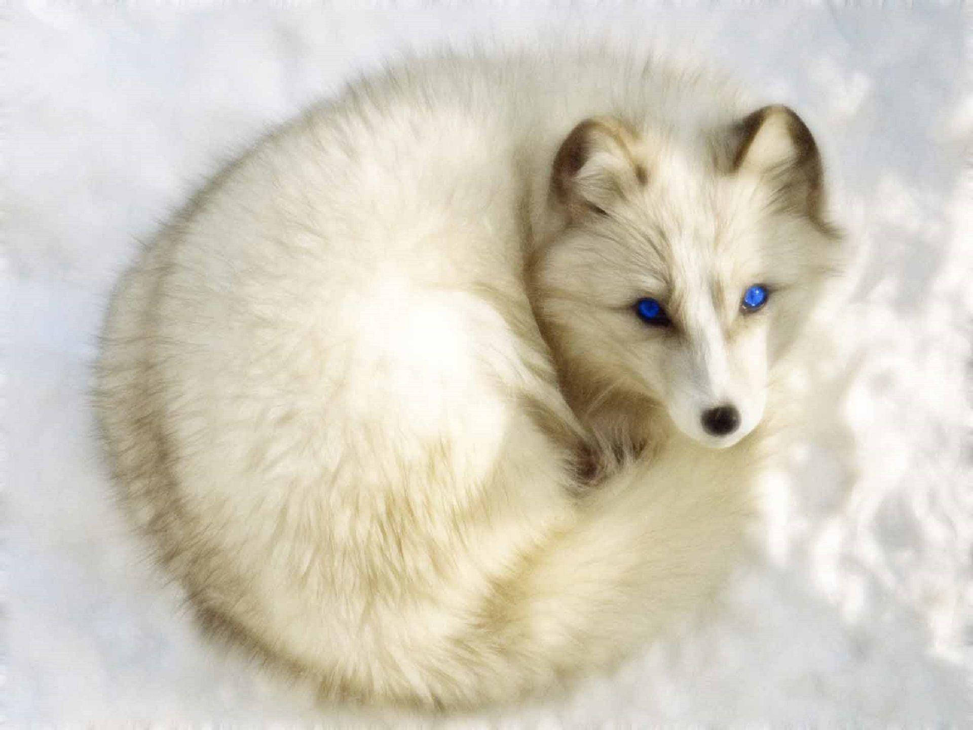Coiled White Fox In Snow Background