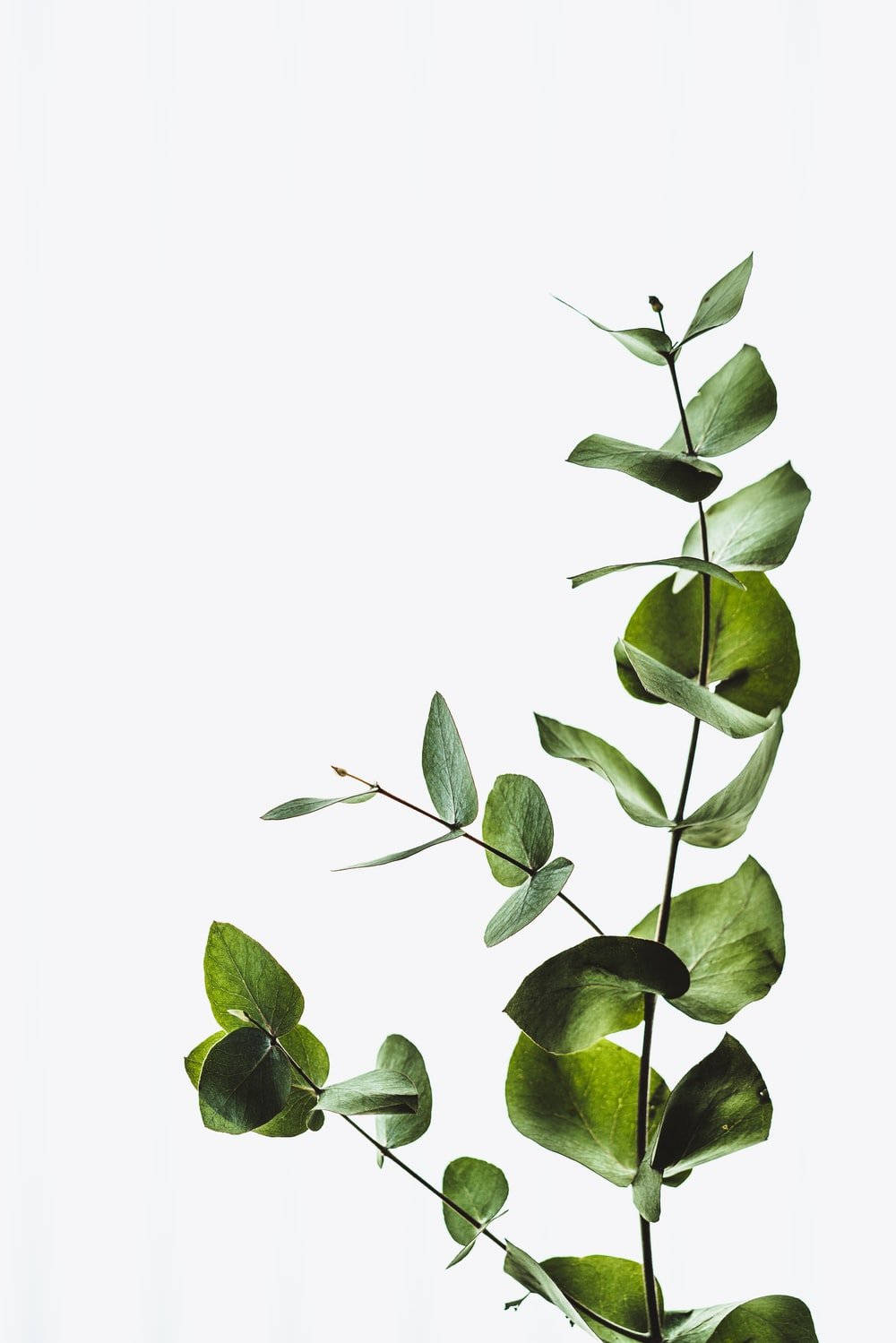 Coin-shaped Eucalyptus Leaves Background