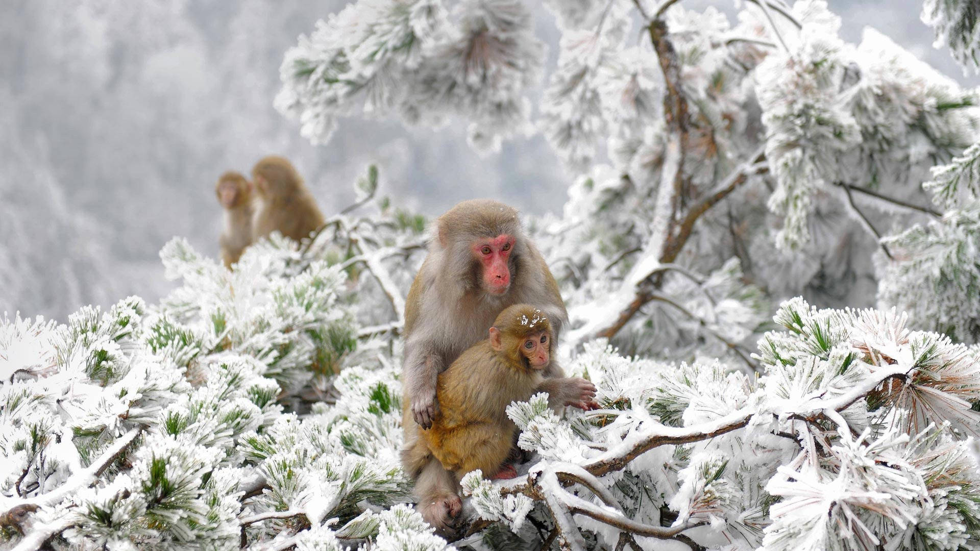 Cold Apes In Japan Winter Background