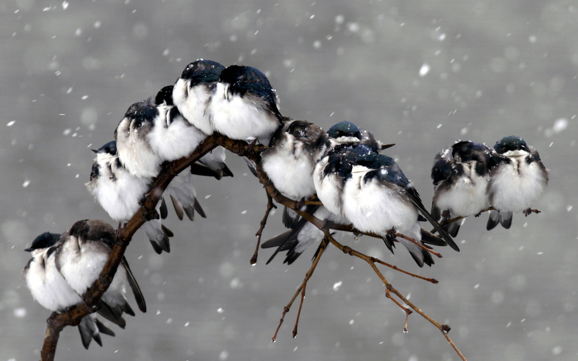 Cold Birds In Winter Storm Background