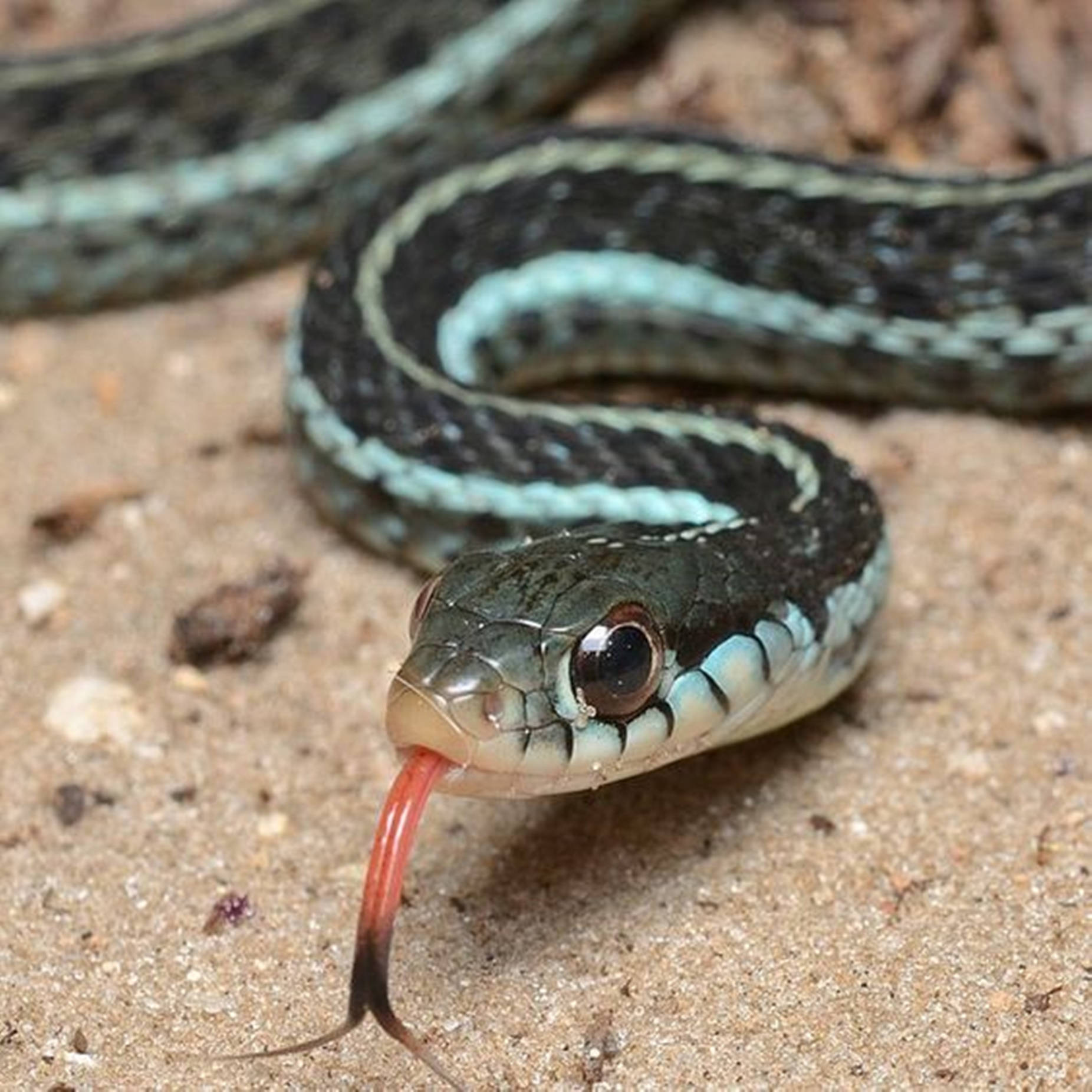 Cold-blooded Florida Blue Garter Snake Background