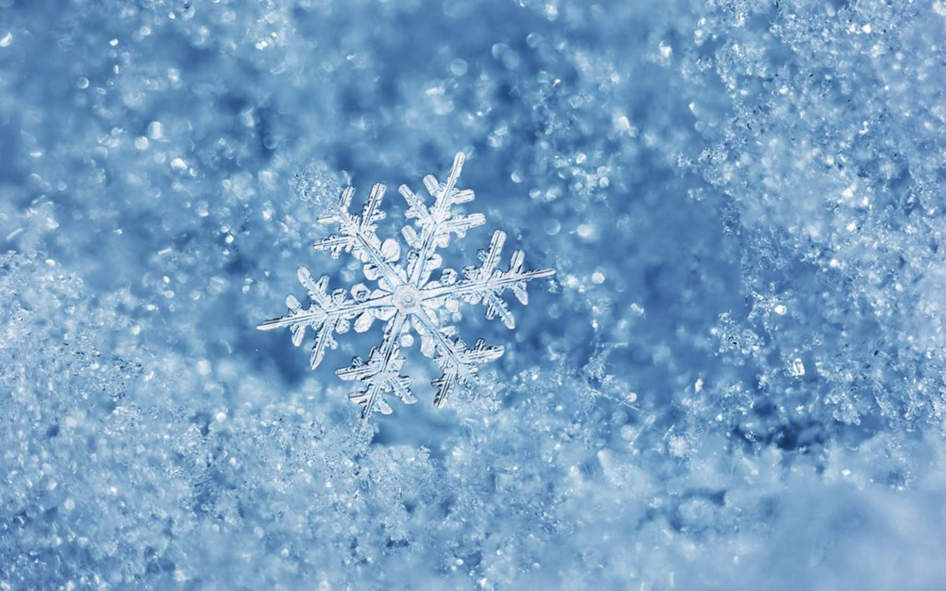 Cold Frosted Snowflake