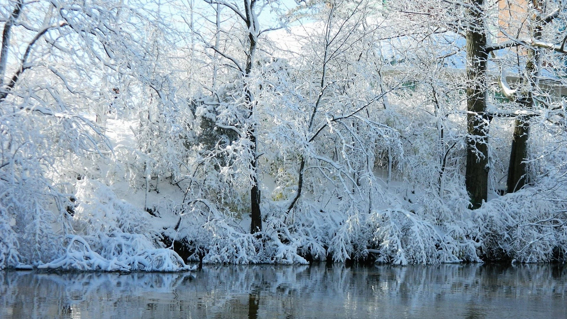 Cold Frozen Stream Trees Background