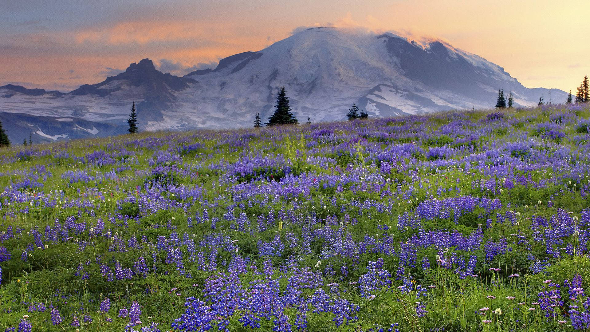 Cold Lavender Flower Mountain Field Background