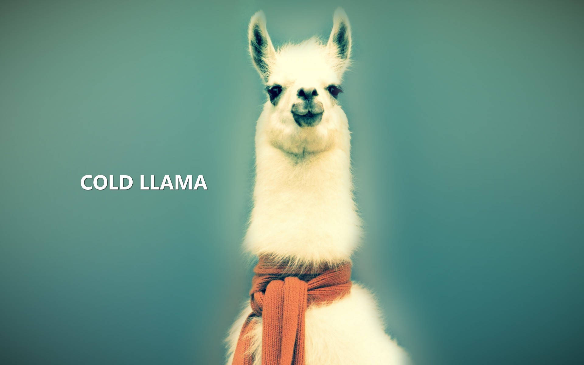 Cold Llama Background