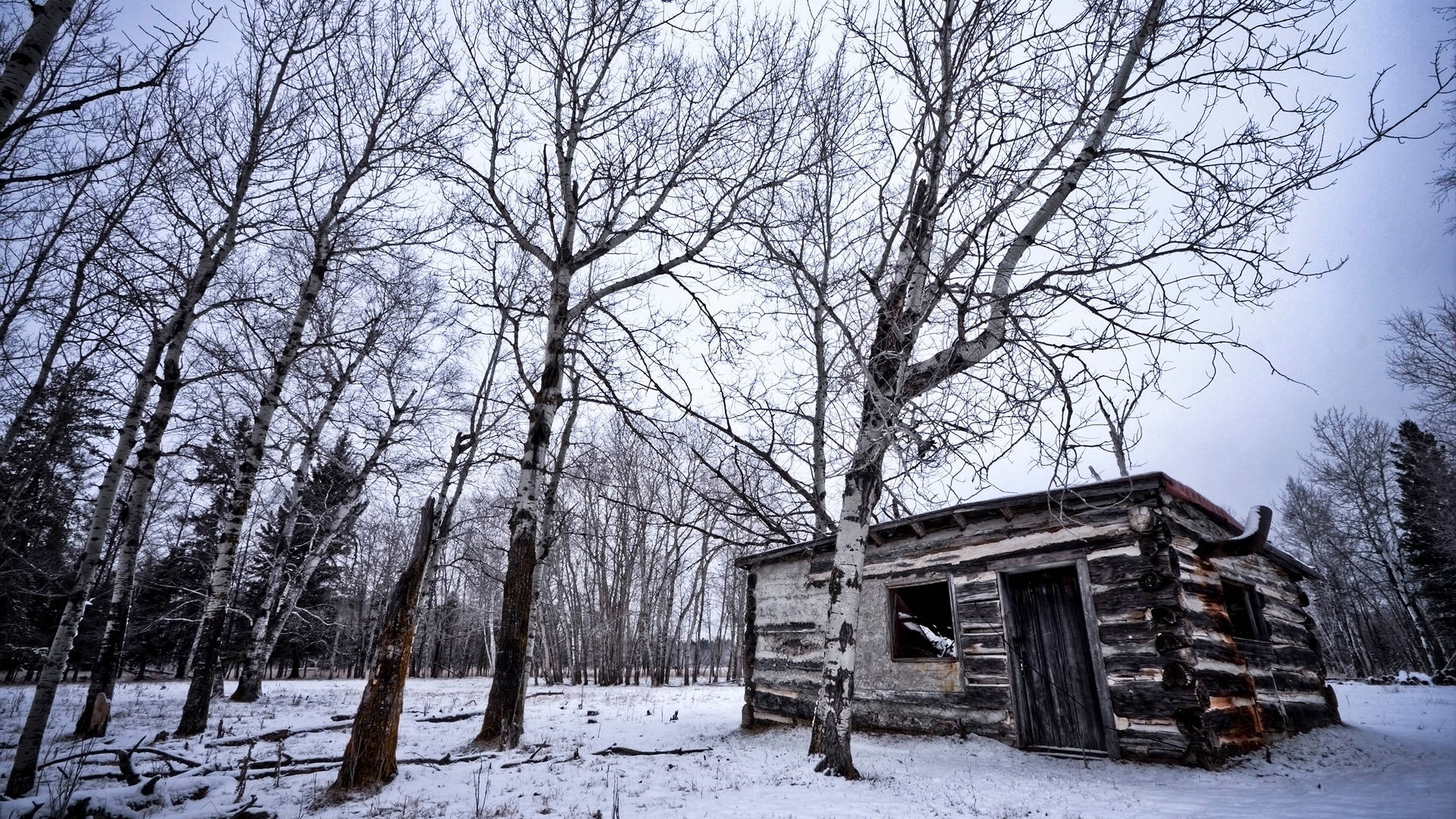 Cold Winter Forest Log House Background