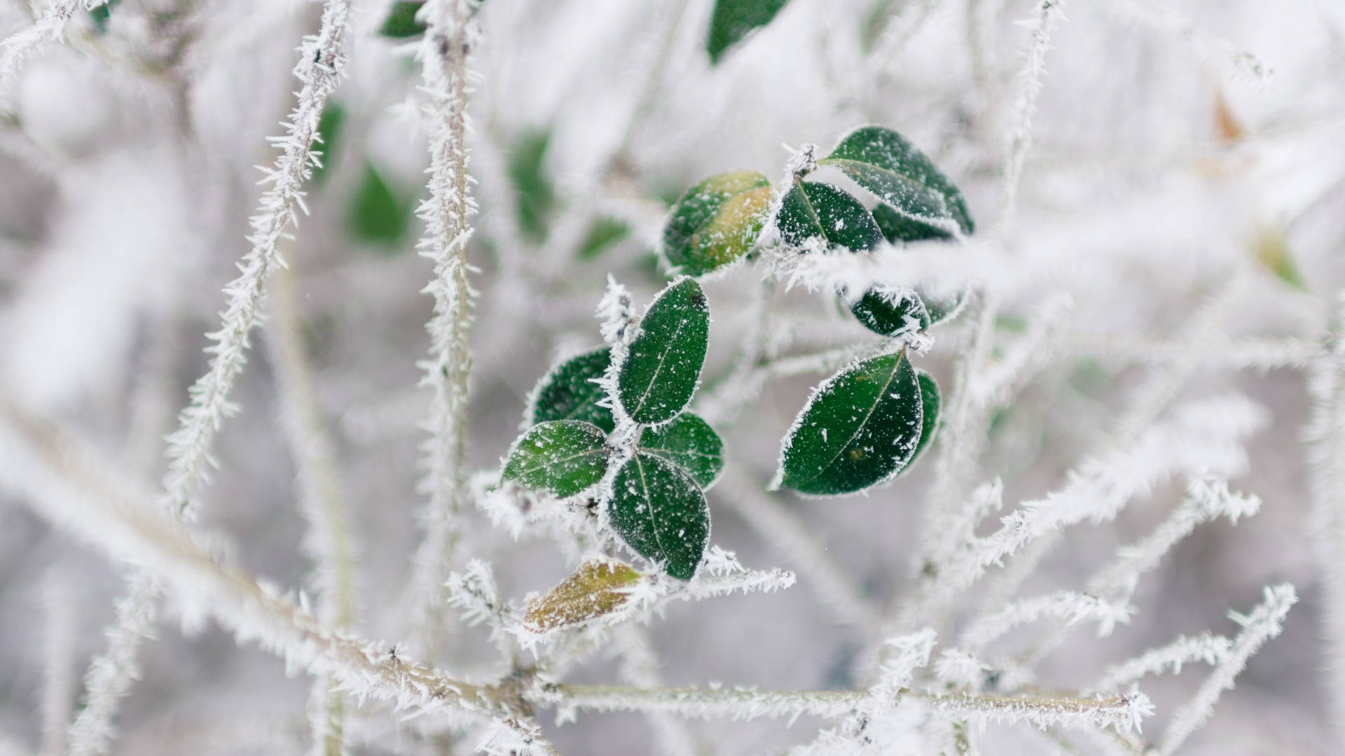 Cold Winter Frosted Branch Background