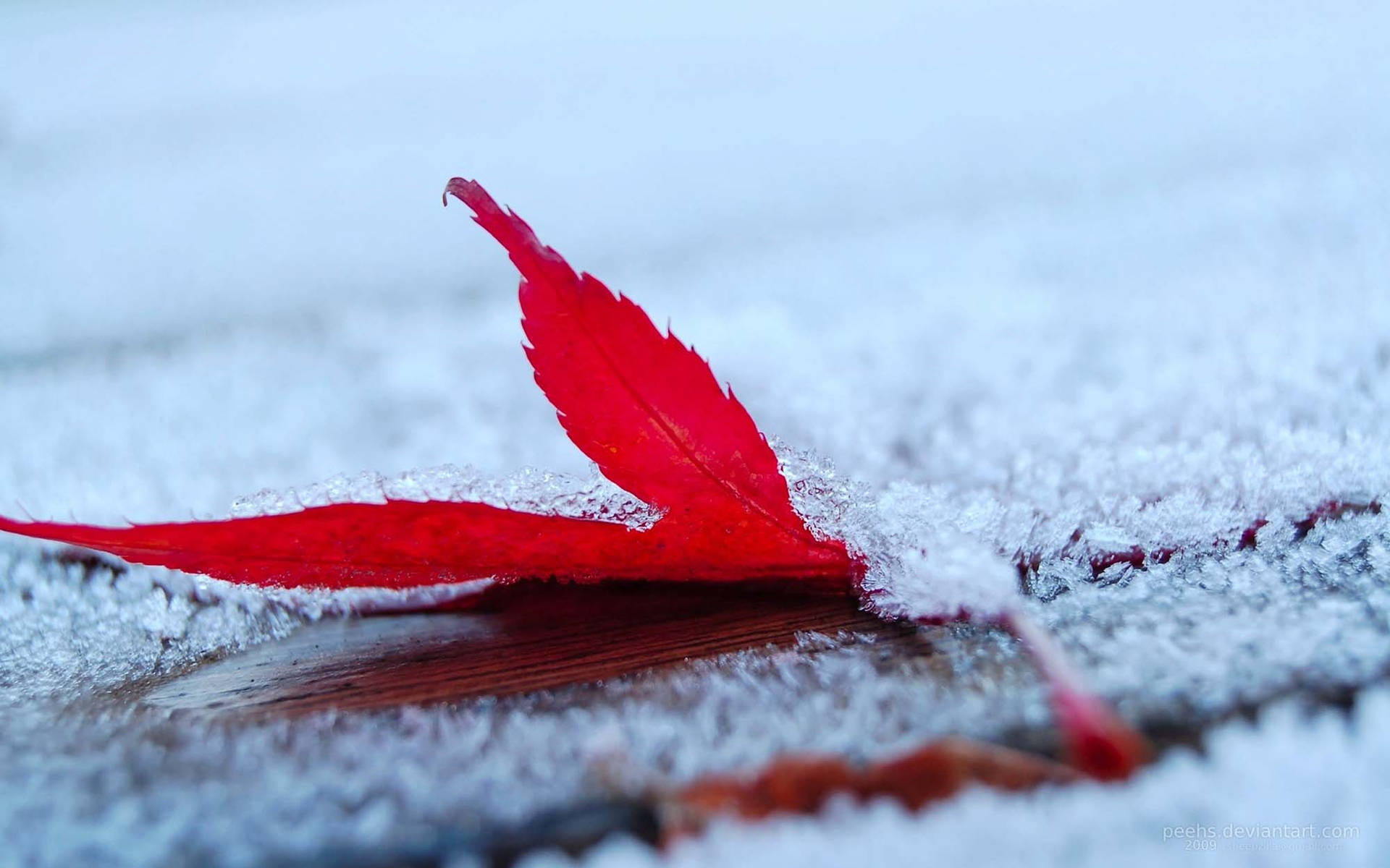 Cold Winter Frosted Maple Leaf Background