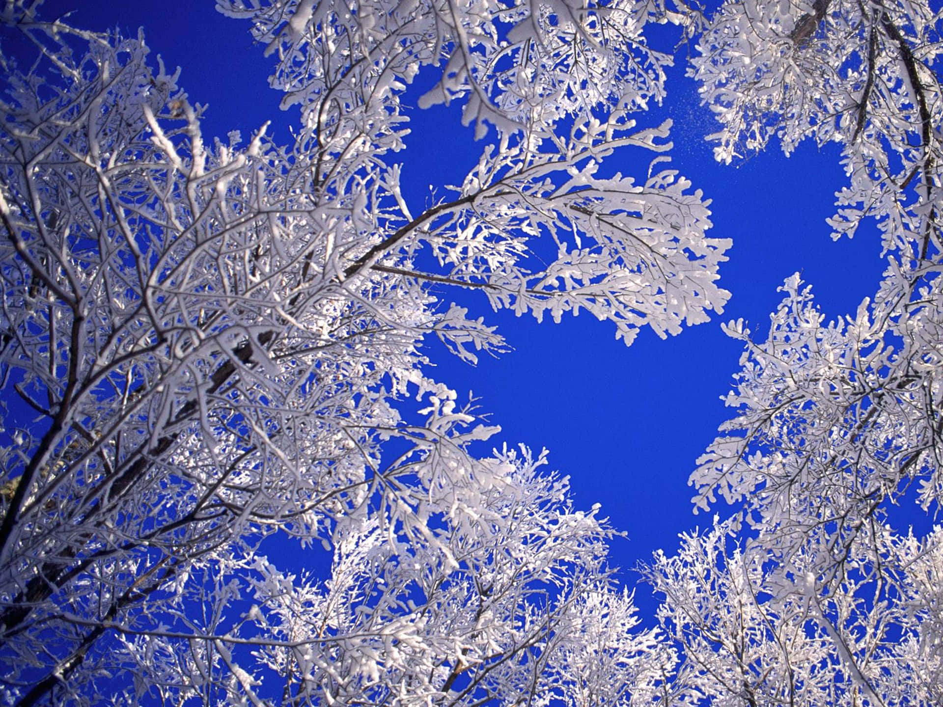 Cold Winter Night In The Beautiful Outdoors Background