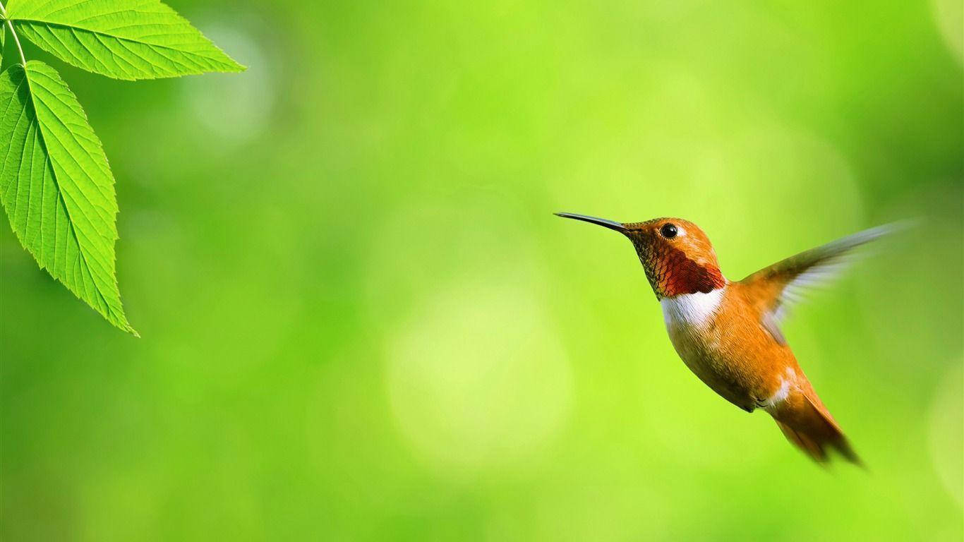 Colibri Hummingbird Cute Desktop Background