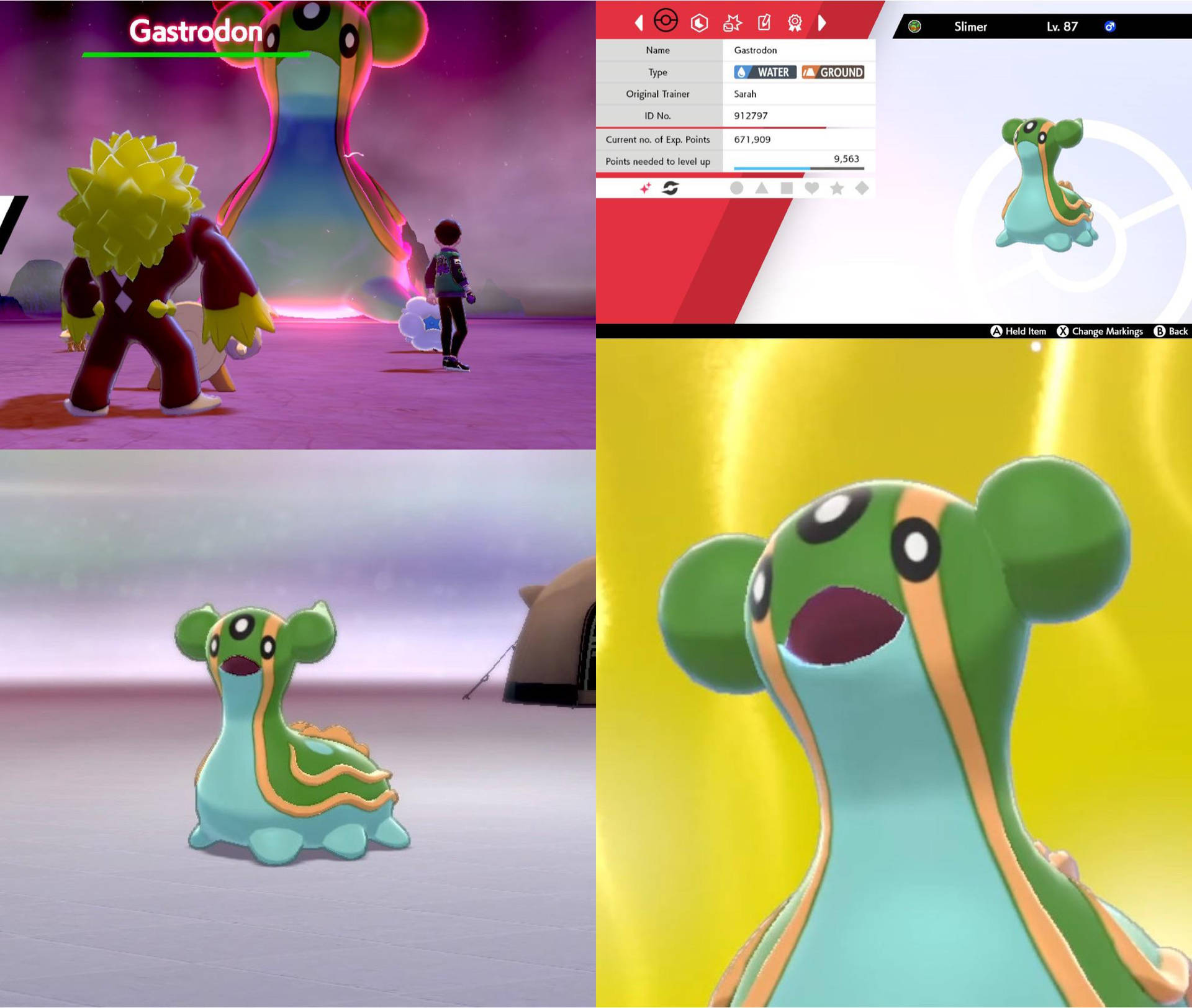 Collage Of Gastrodon Background