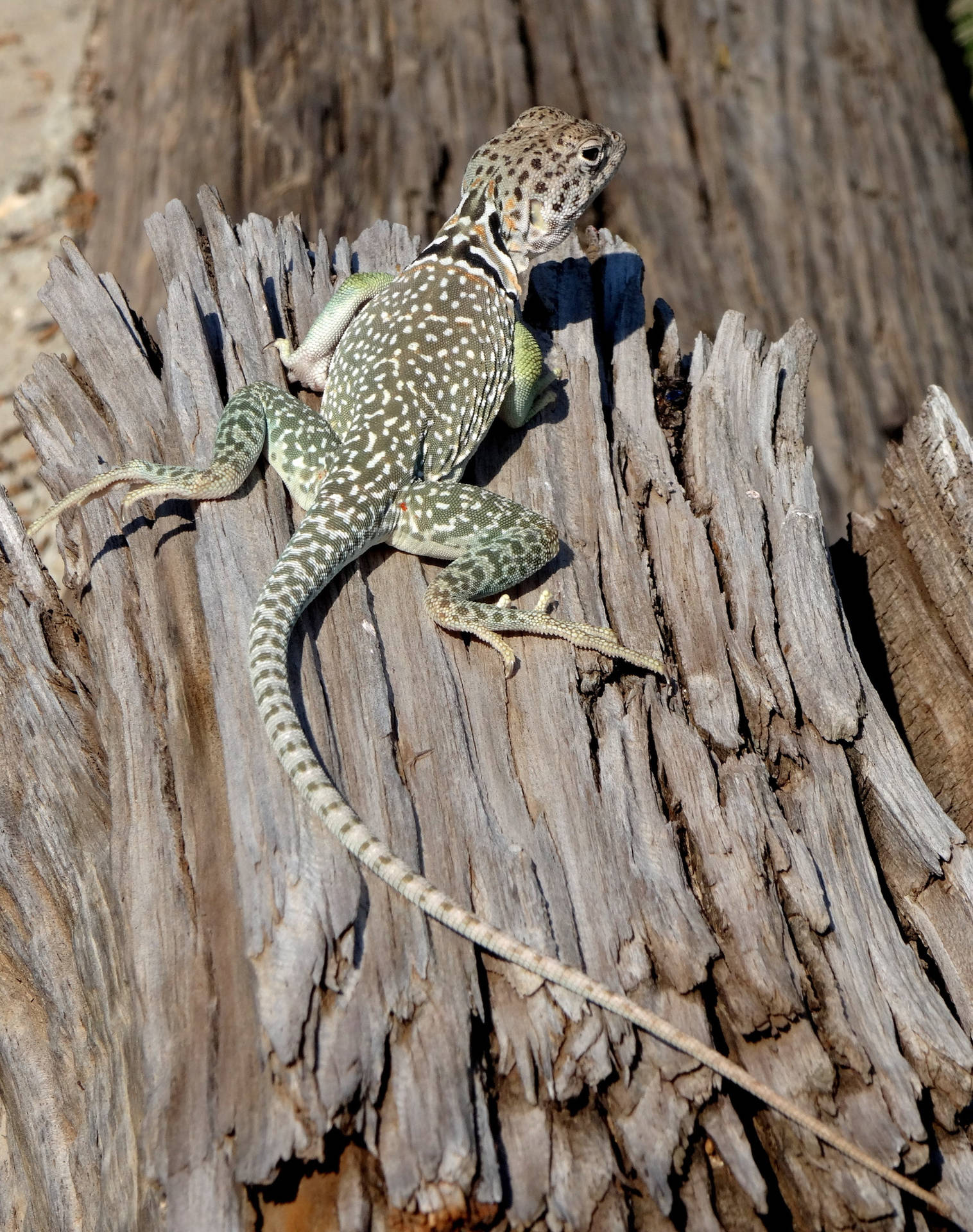 Collared Lizard Cut Woods Background