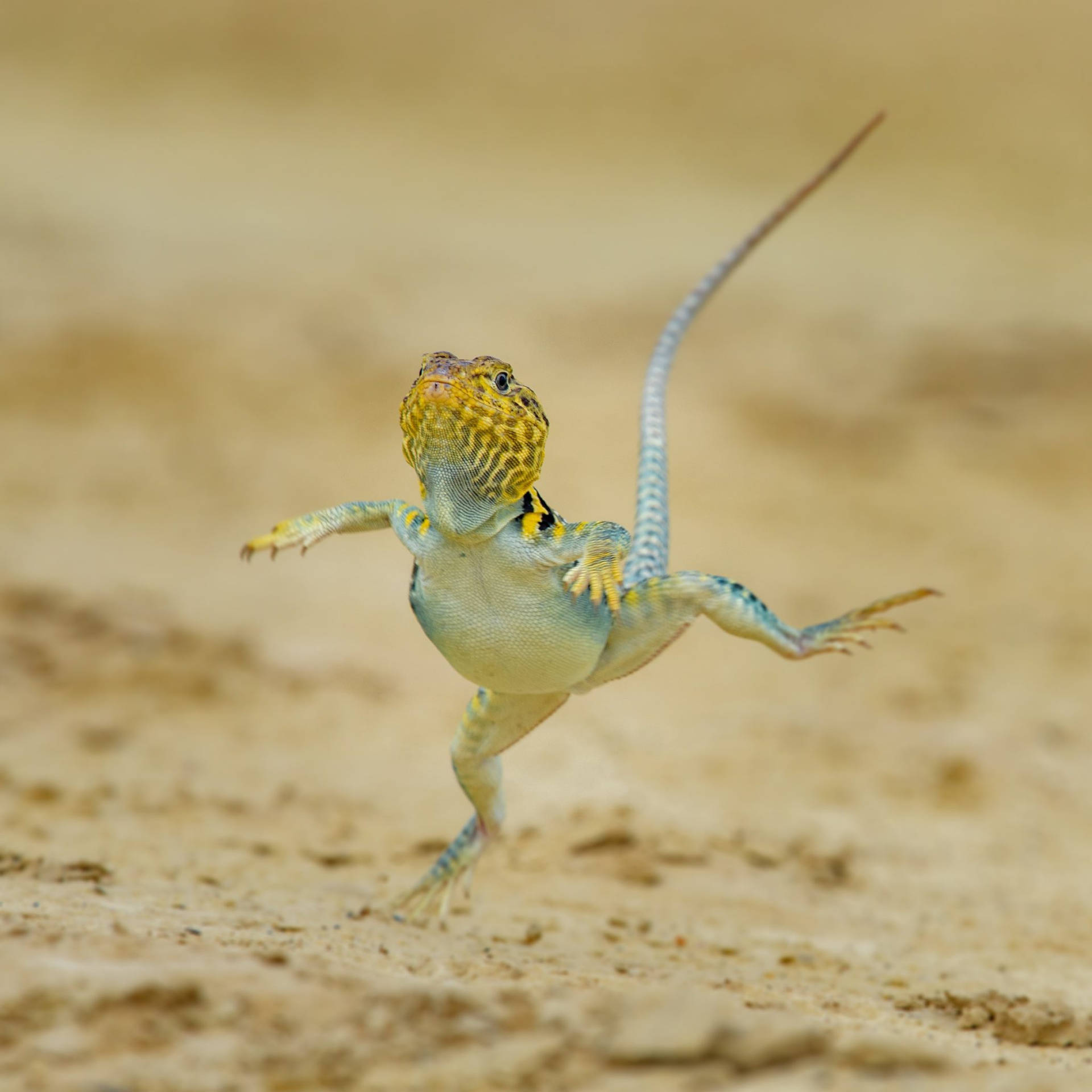 Collared Lizard Raising Leg Background