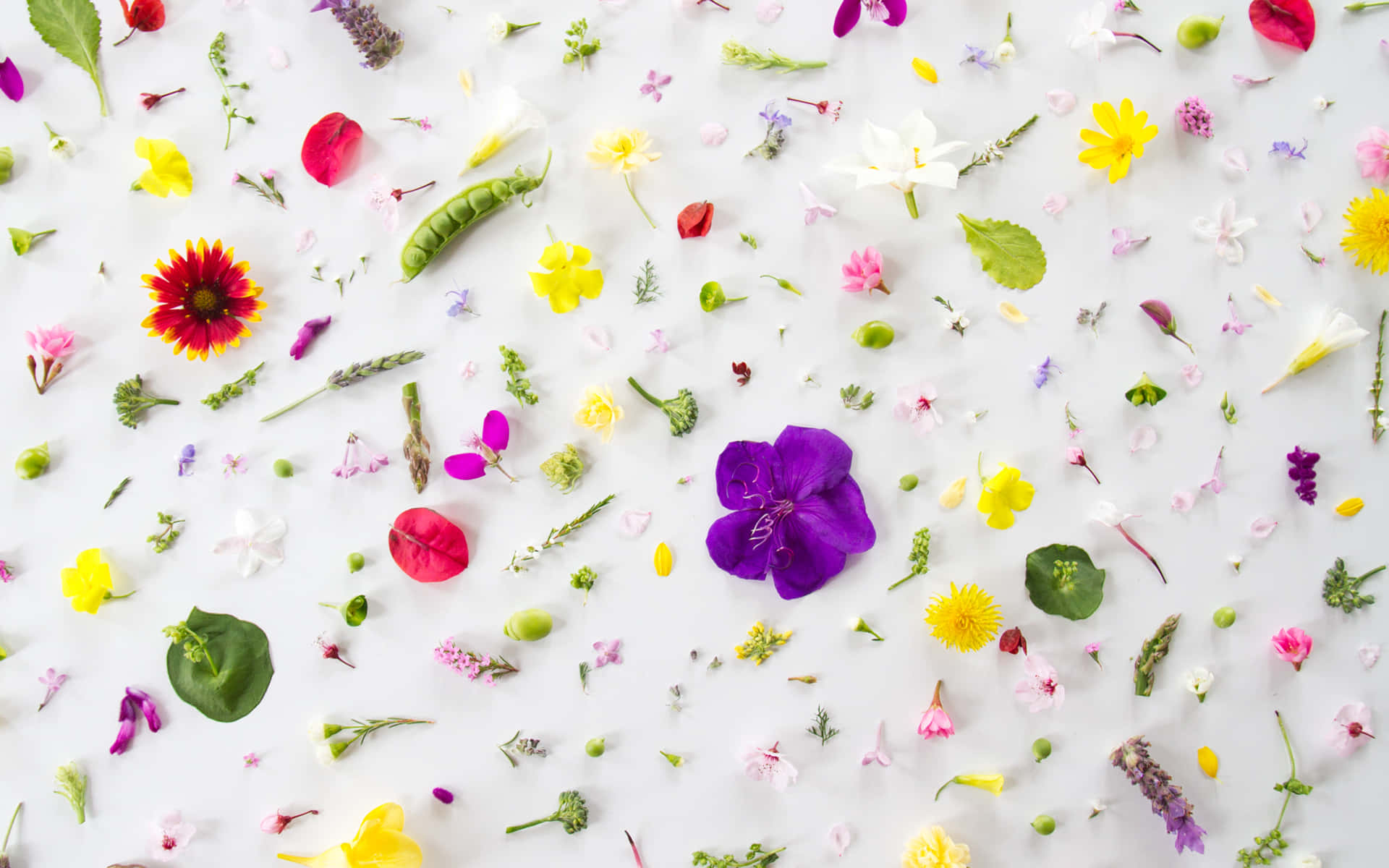 Collection Of Small Chic Flowers And Plants Background