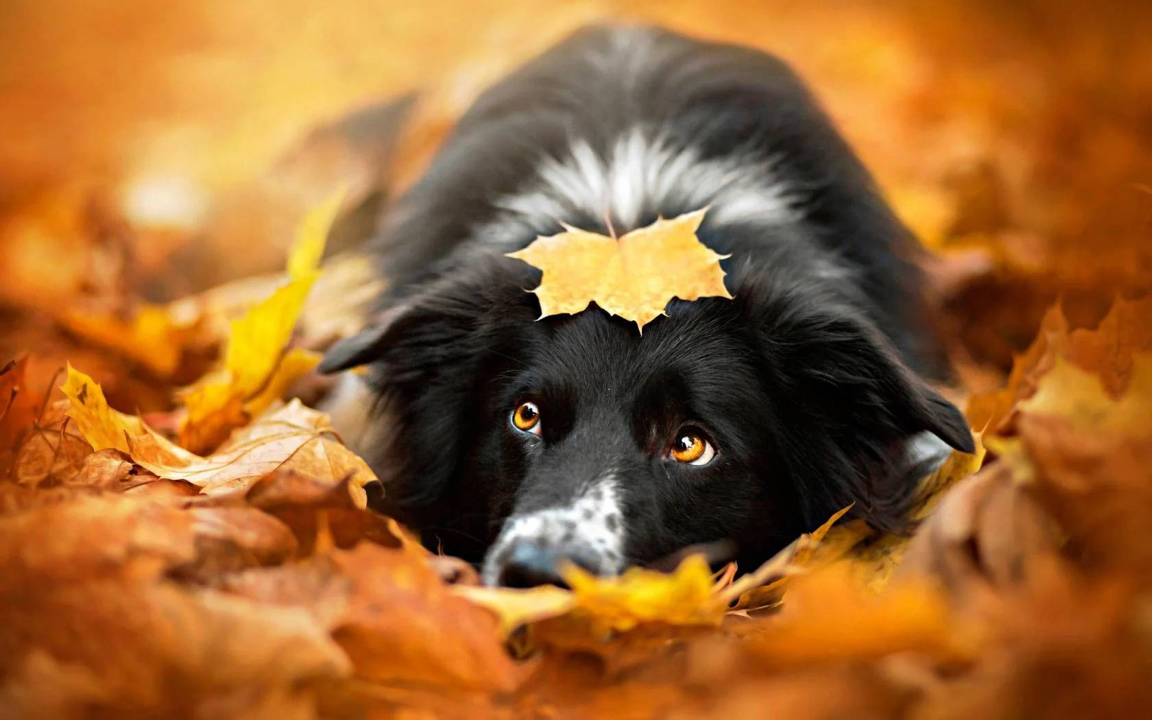 Collie Dog In Fall Season Background