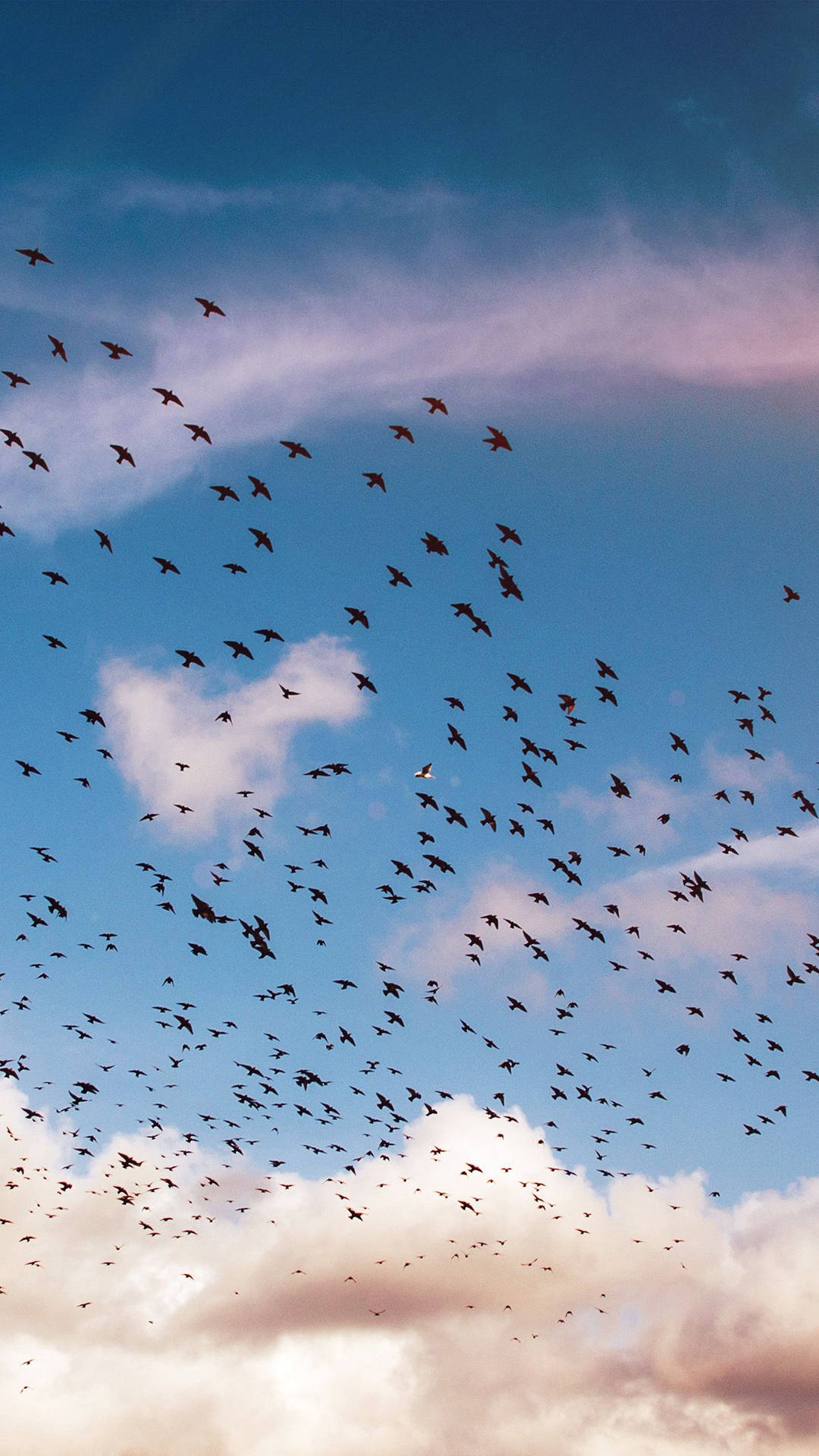 Colony Of Birds Flying Background