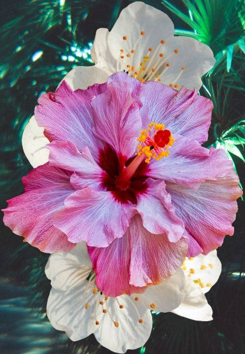 Color Changing Hibiscus