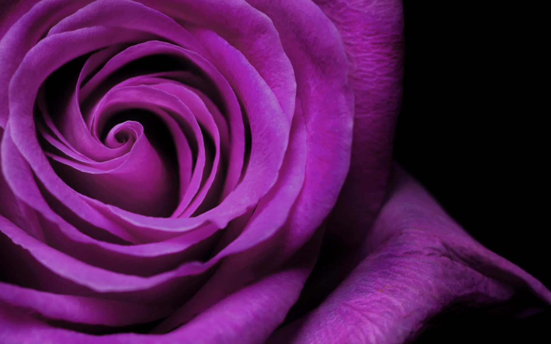 Color Purple Cool Realistic Rose