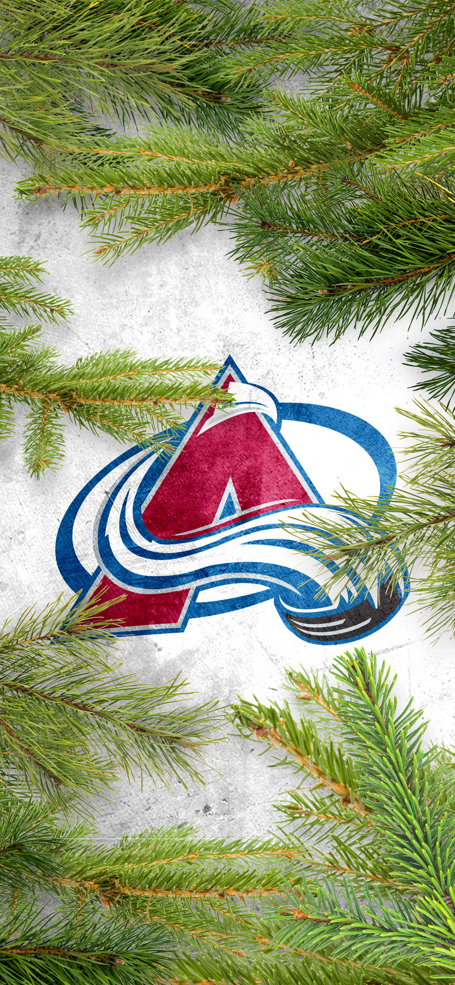 Colorado Avalanche Fir Tree Branches Background