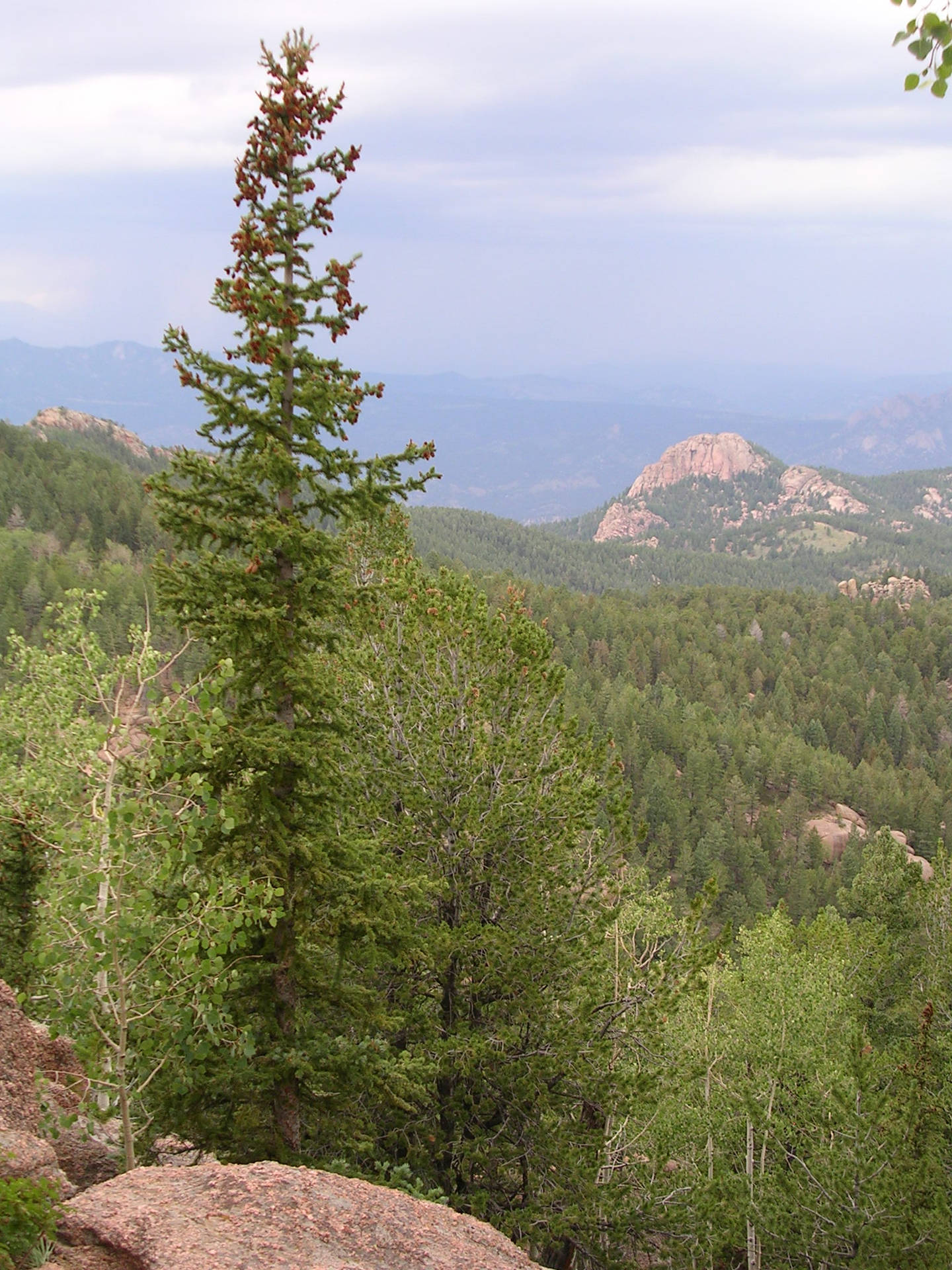Colorado's Pike National Forest Background