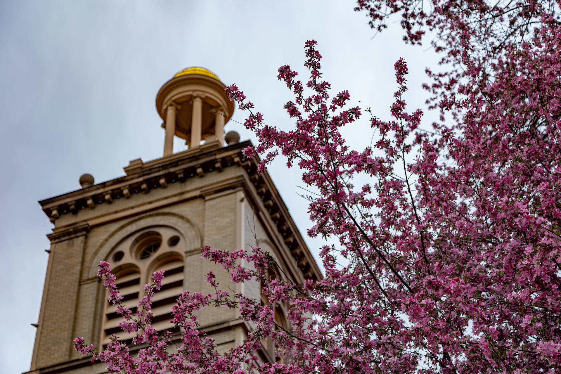 Colorado School Of Mines Cherry Blossoms Background