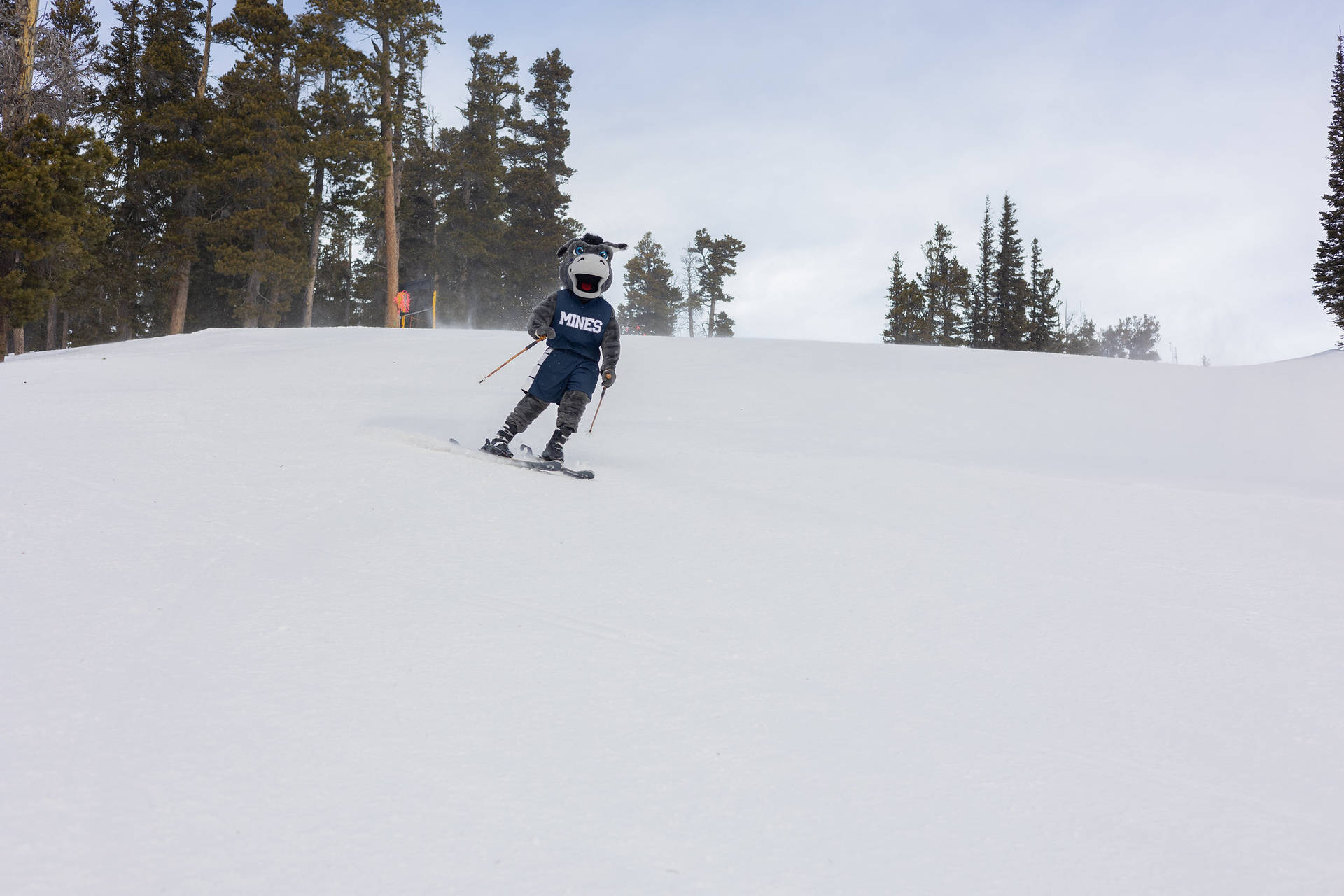 Colorado School Of Mines Skiing Mascot Background