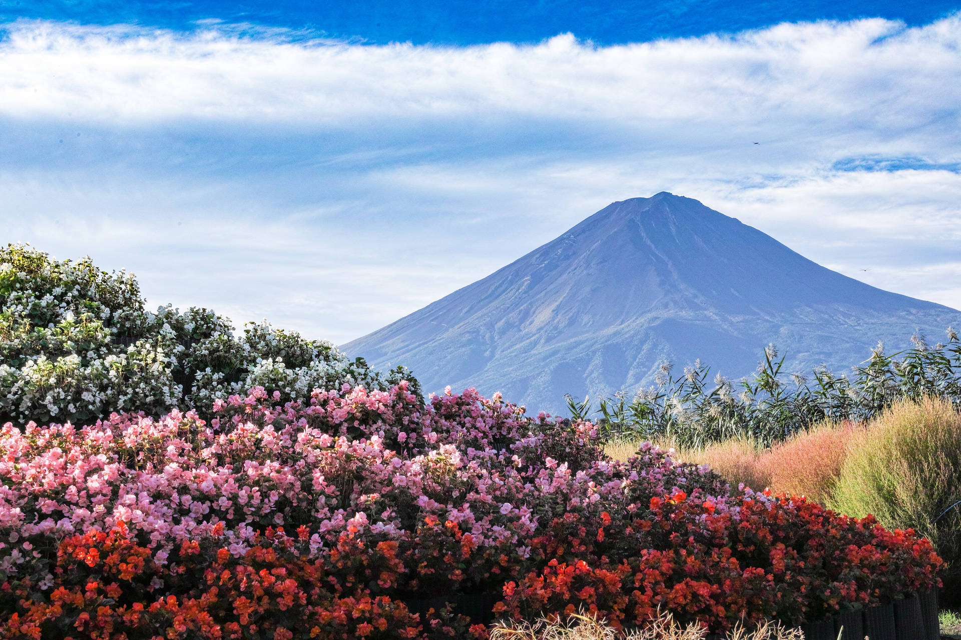 Colored Flowers And Mount Fuji Background