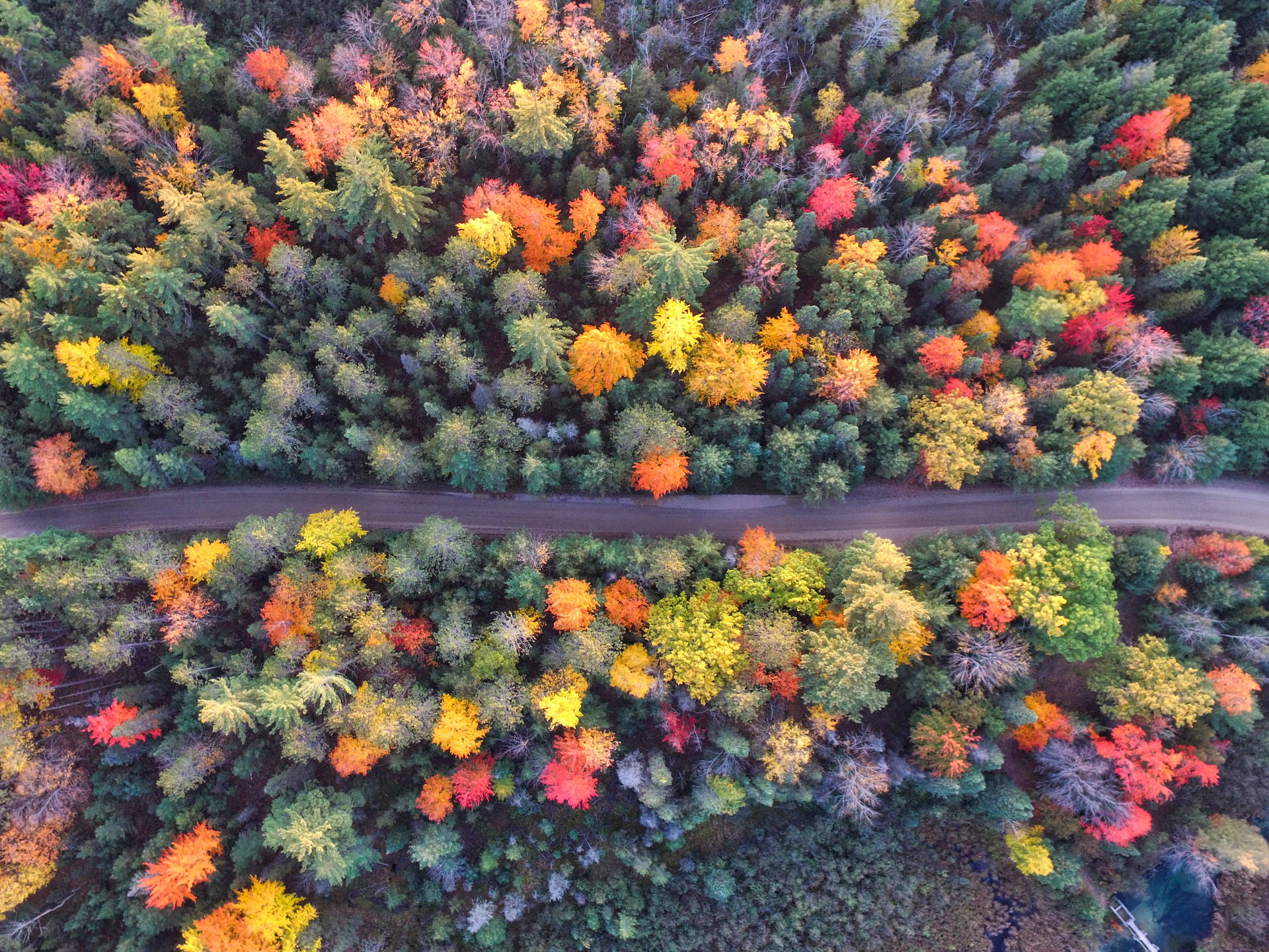 Colored Trees In Autumn Aerial Background