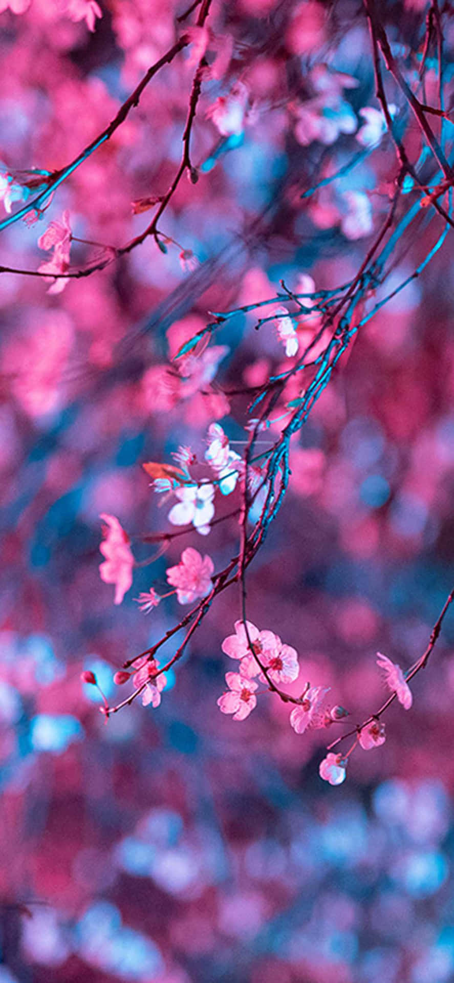 Colorful Aesthetic Cherry Blossom Background