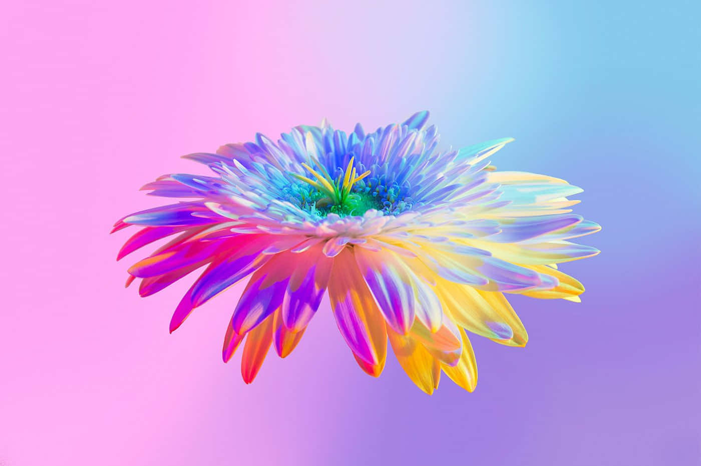 Colorful Aesthetic Rainbow Flower Background