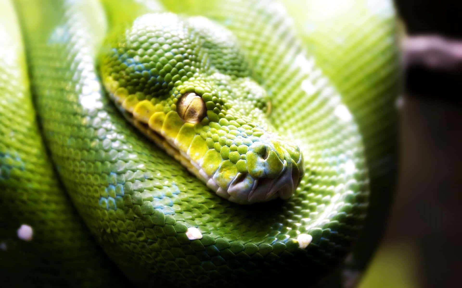 Colorful And Cool Snake Background